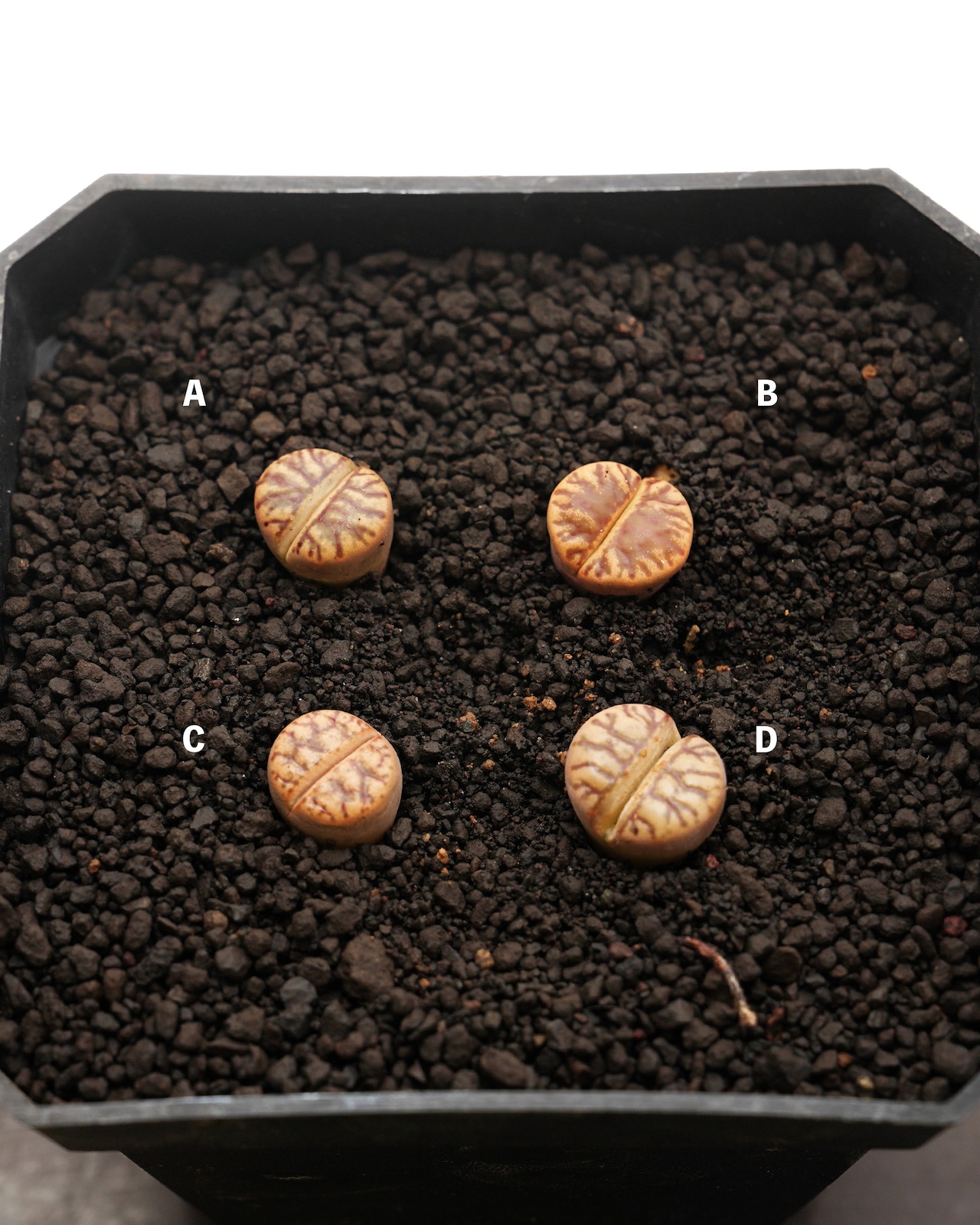 カット苗 線柘榴(紅珊瑚) Lithops bromfieldii 'Red Coral'