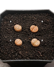 カット苗 線柘榴(紅珊瑚) Lithops bromfieldii 'Red Coral'