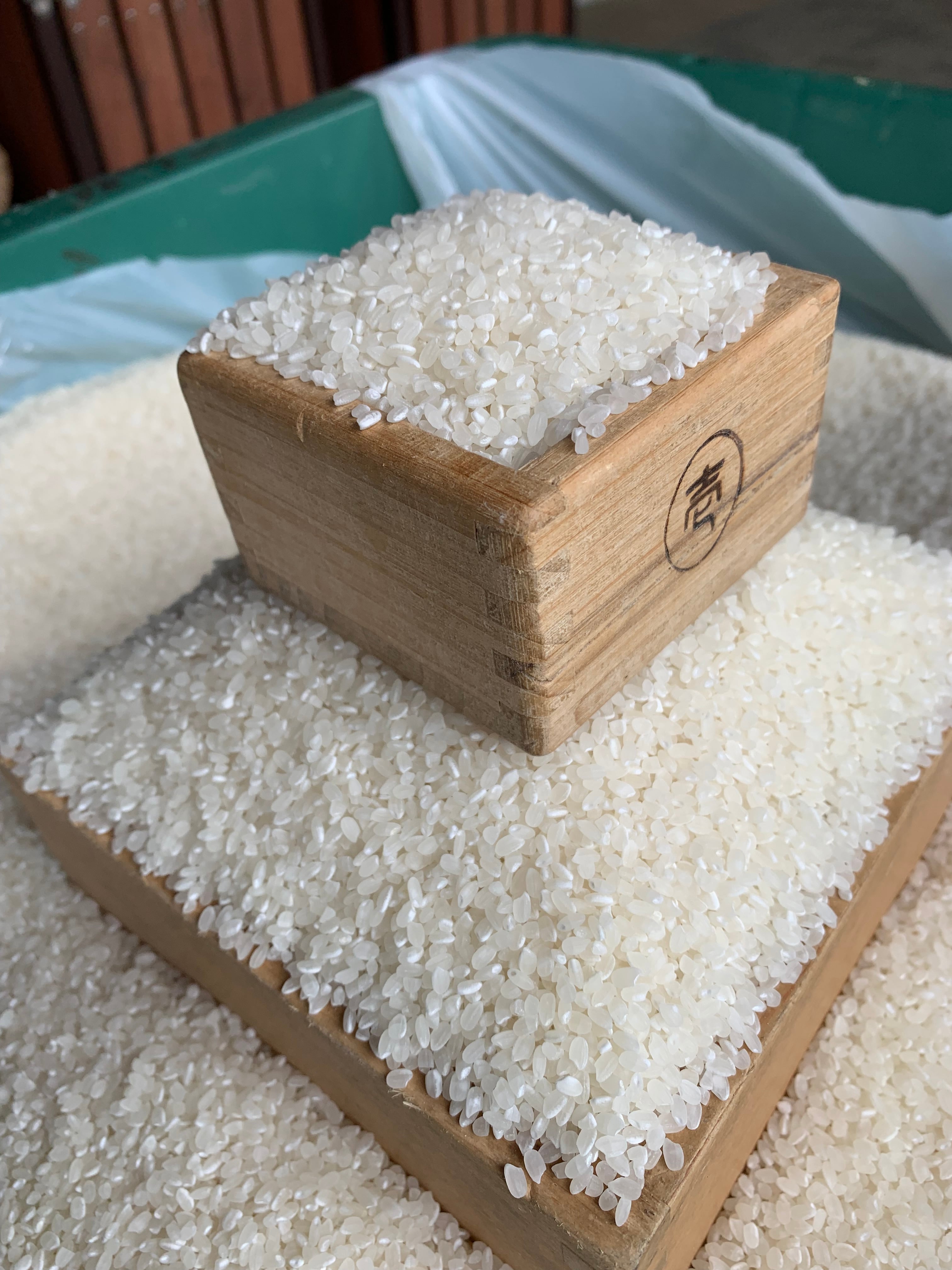 新米コシヒカリ