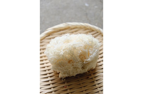 【四大山海珍味】高原山伏茸・100g