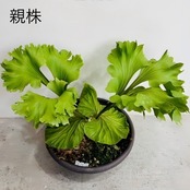【UJビカクフェア】【抽選販売】ビカクシダ リドレイ3種セット（限定3）｜送料無料 15％OFF