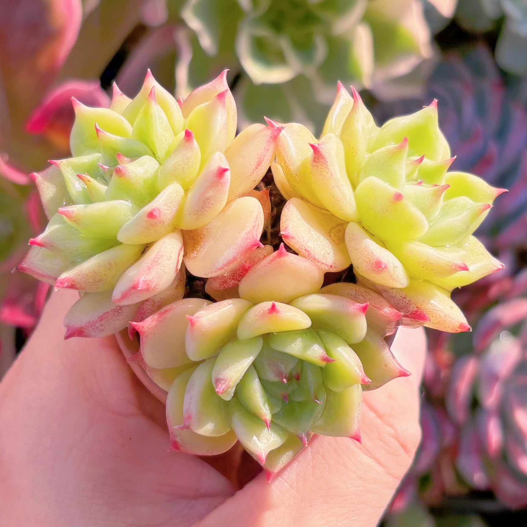 多肉植物　ブルーアイズ　群生　新入荷　るる農園