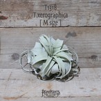 【送料無料】キセログラフィカ M〔エアプランツ〕現品発送T1318