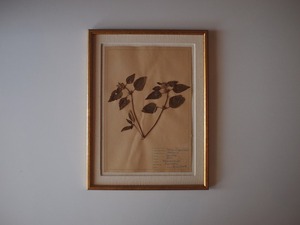 Botanical Art