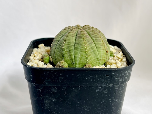 Euphorbia obesa ssp. symmetrica ユーフォルビア　オベサ　シンメトリカ　 多肉植物