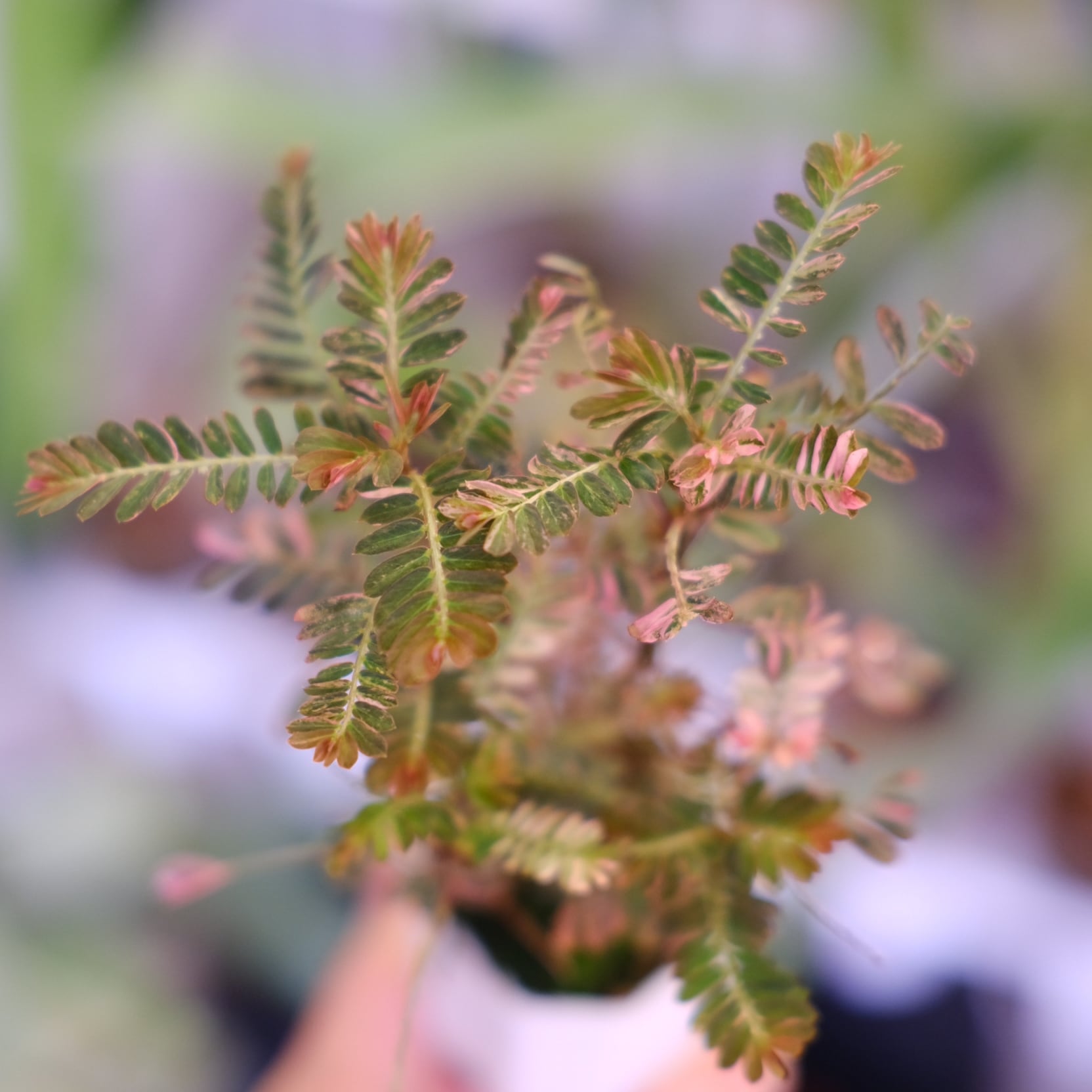 Phyllanthus urinaria 'Pink Variegated'│フィランサス・ウリナリア