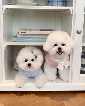 予約  【bowbow】  クレームドレス    (ピンク)