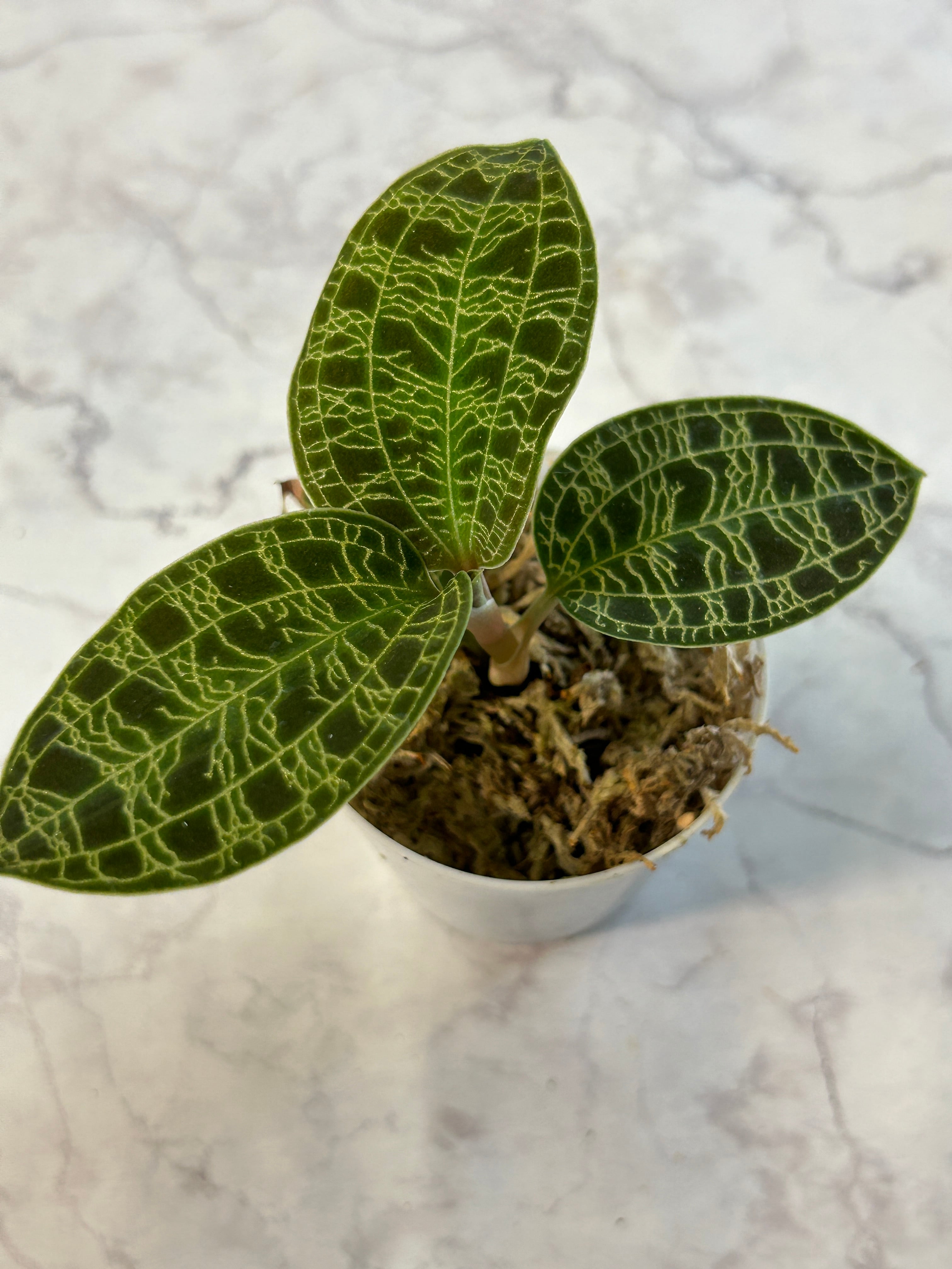 ジュエルオーキッド マコデスサンデリアーナ Macodes sanderiana 2寸