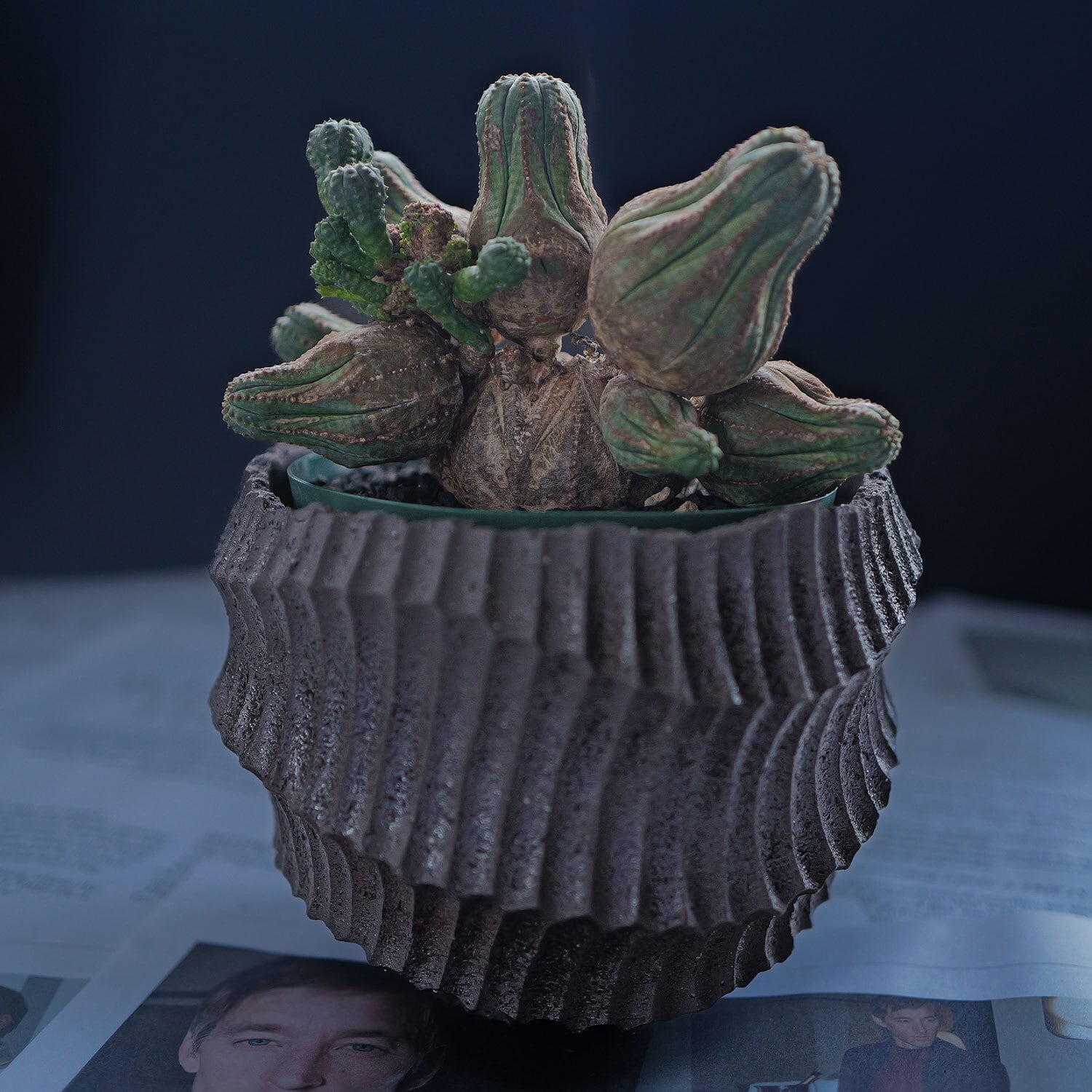 厳選株】大株 親株 最大幅約 17cm 仔吹き 円扇綴化 オベサ