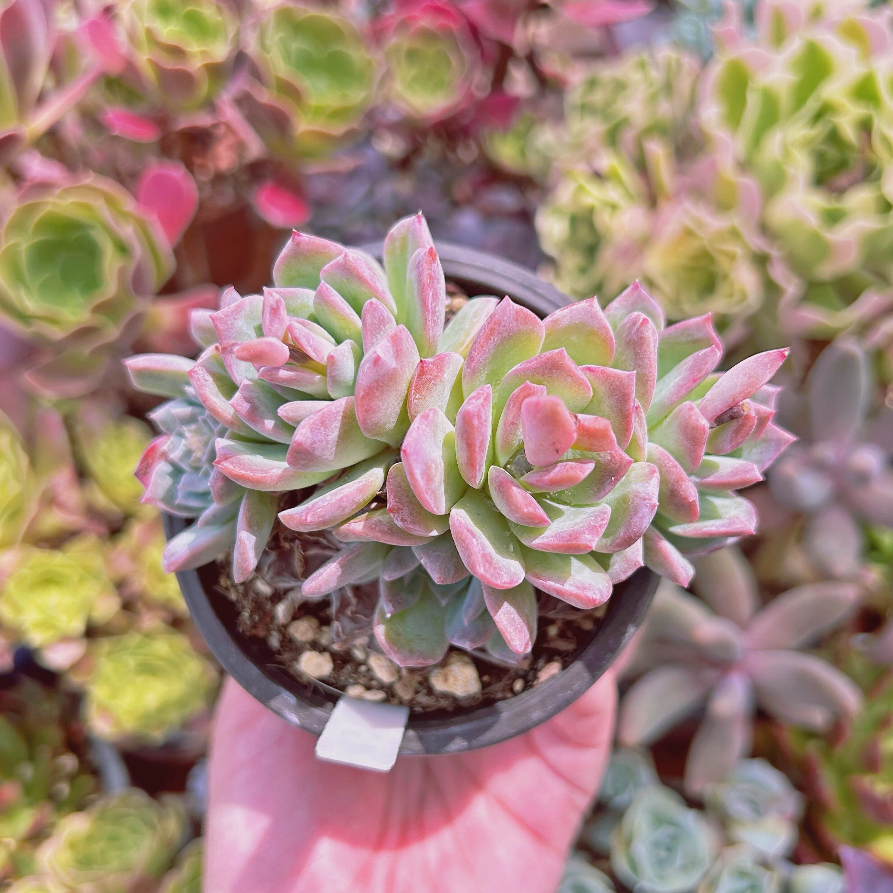 #520現物　多肉植物　ヒアリナ　特大　抜き苗