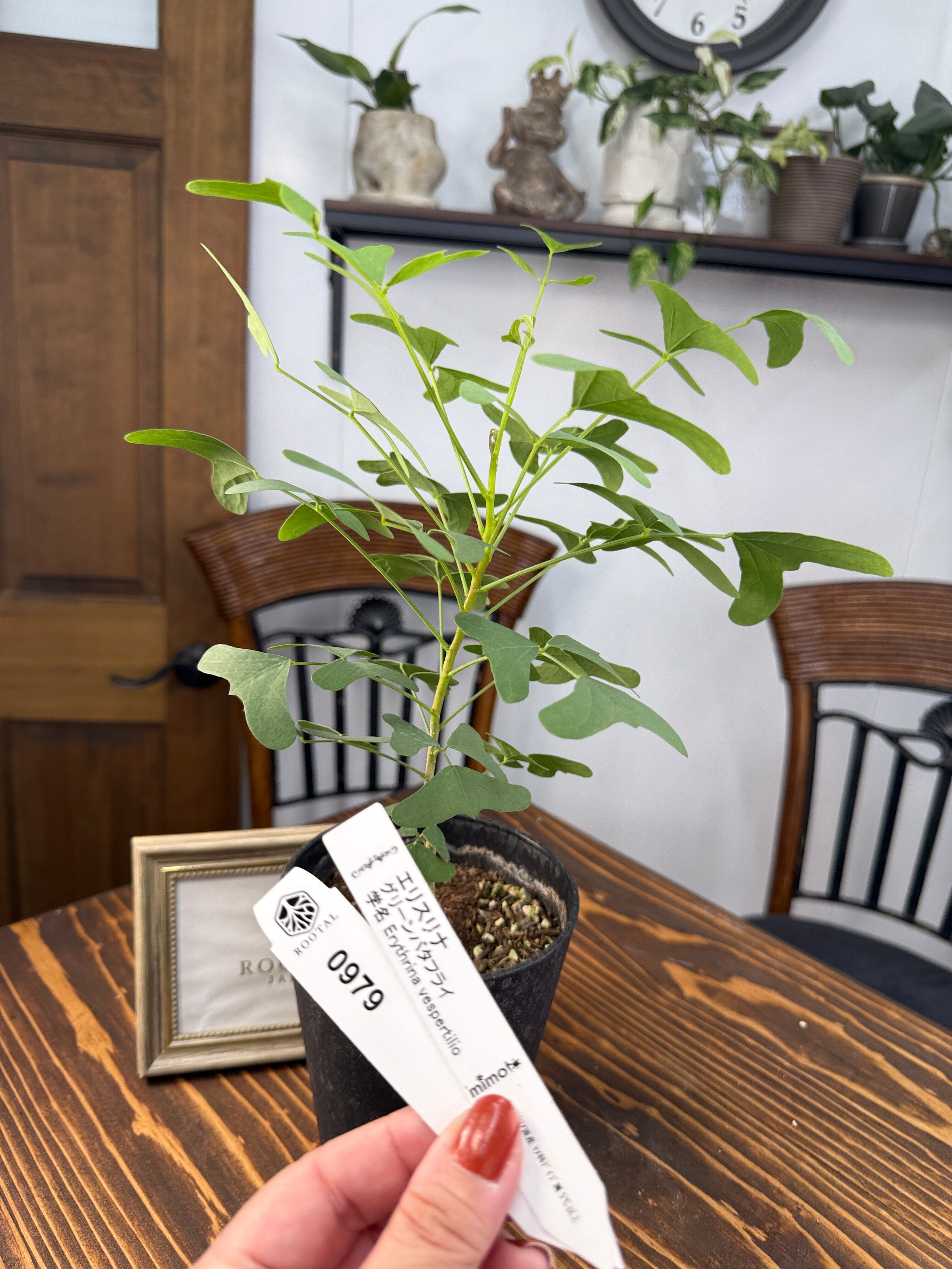 大特価！2鉢価格！ココヤシ　苗　苗木　ココナッツバーム　7号鉢　ヤシの木 大特価！2鉢価格！ココヤシ 苗 苗木 観葉植物 ココナッツバーム