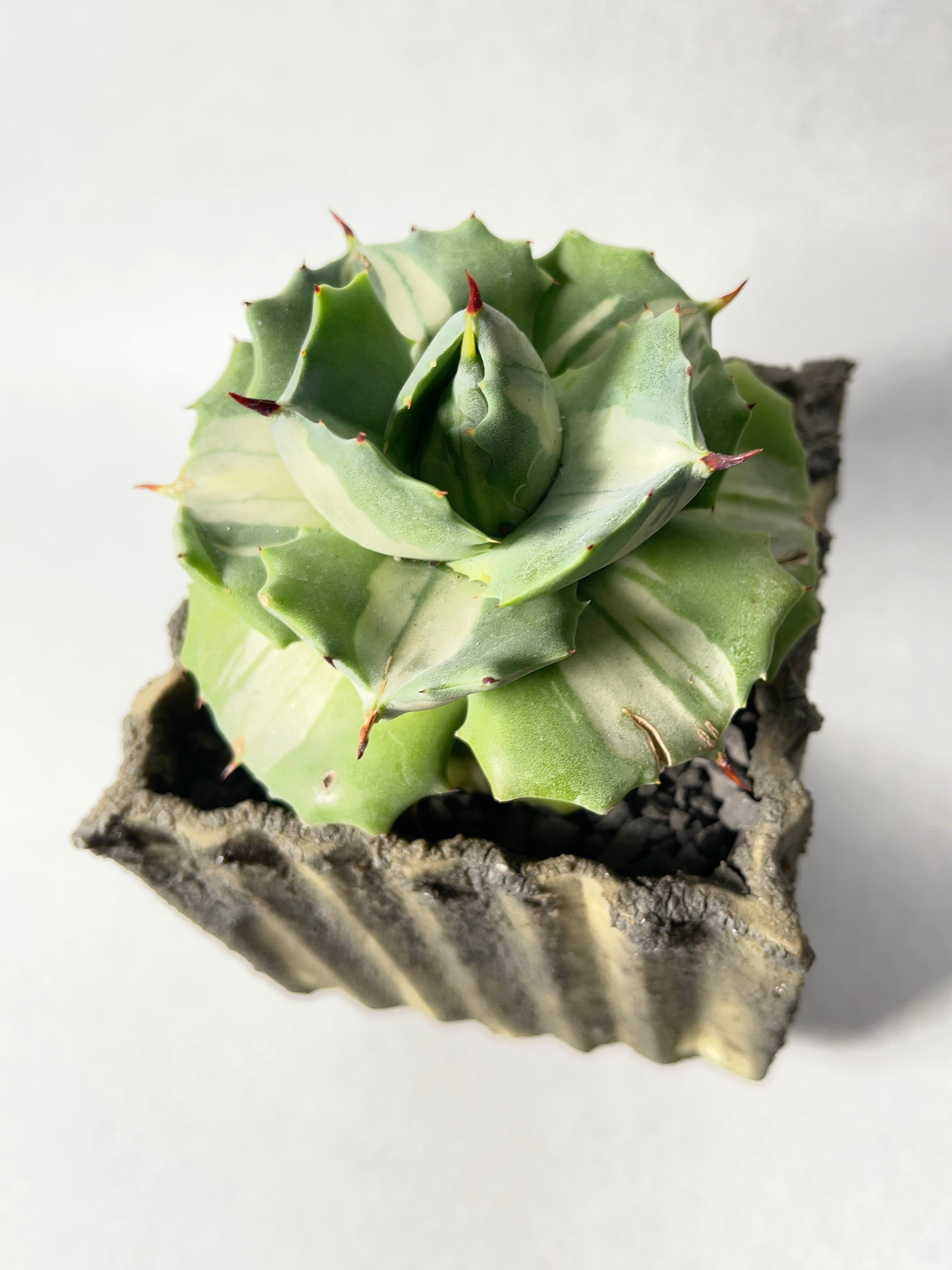 アガベ・王妃雷神白中斑 | trigger