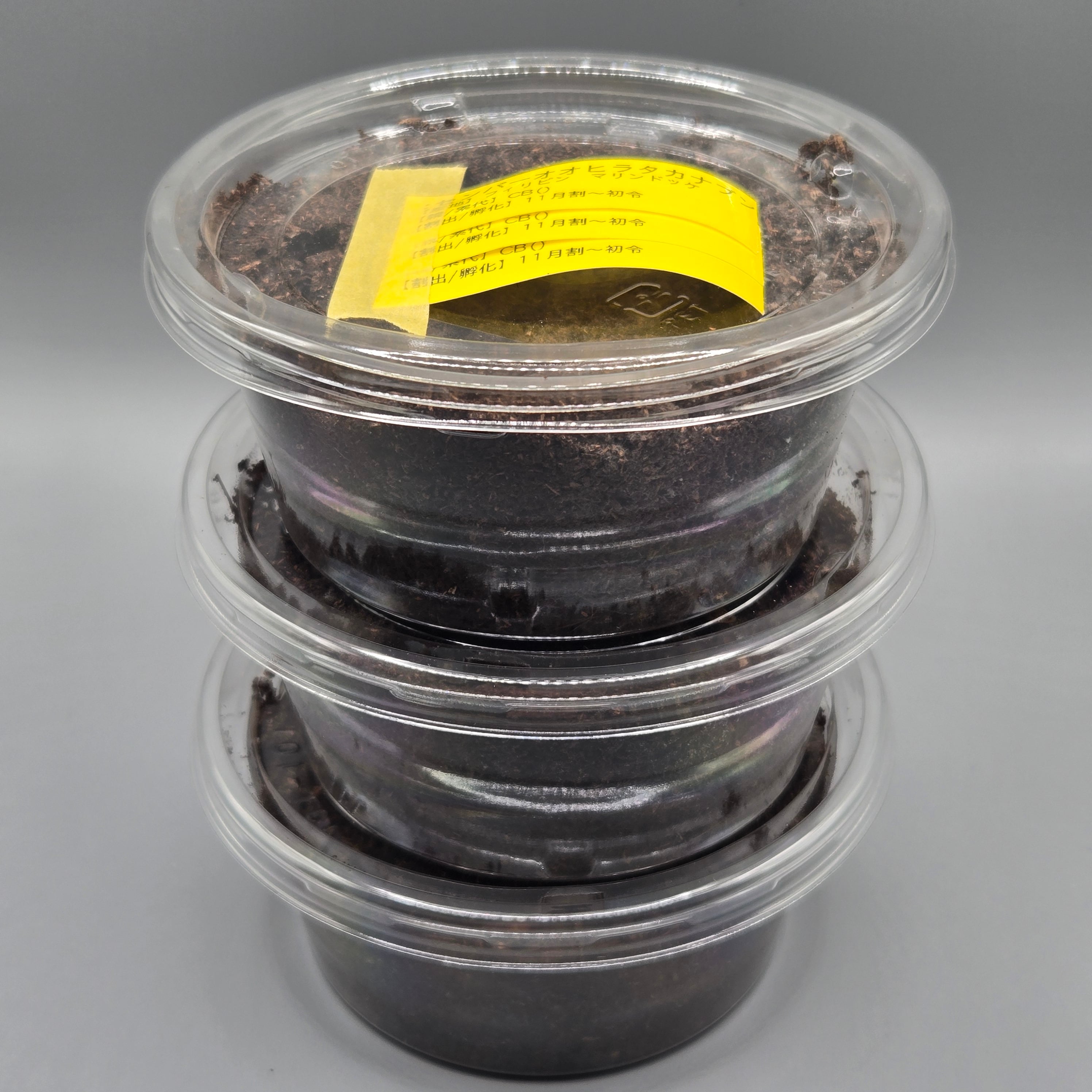 カナブン | 昆虫専門店【鍬鉄】