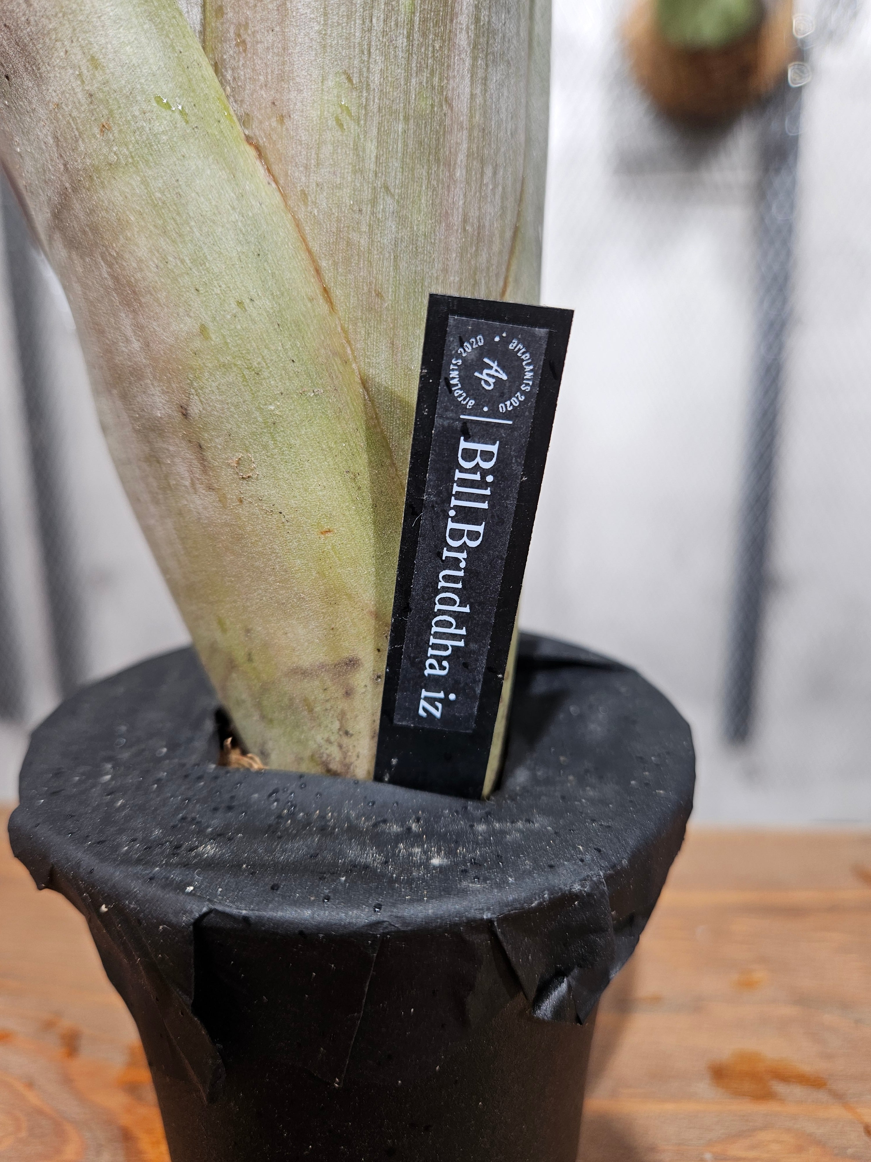 Billbergia Bruddha iz 【artPLANTs/PLANTS GARAGE 】ビルベルギア