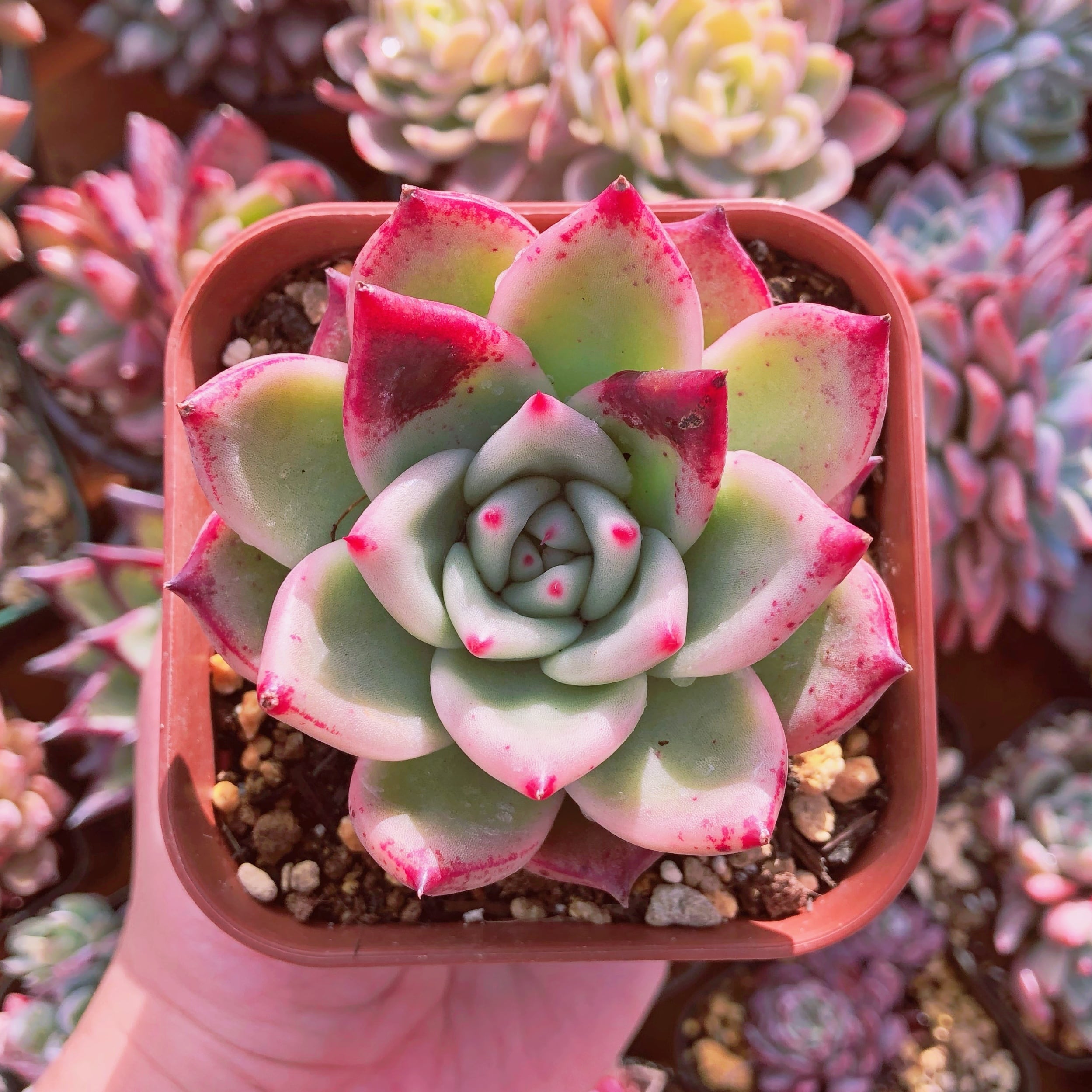 多肉植物　マリアxロメロ