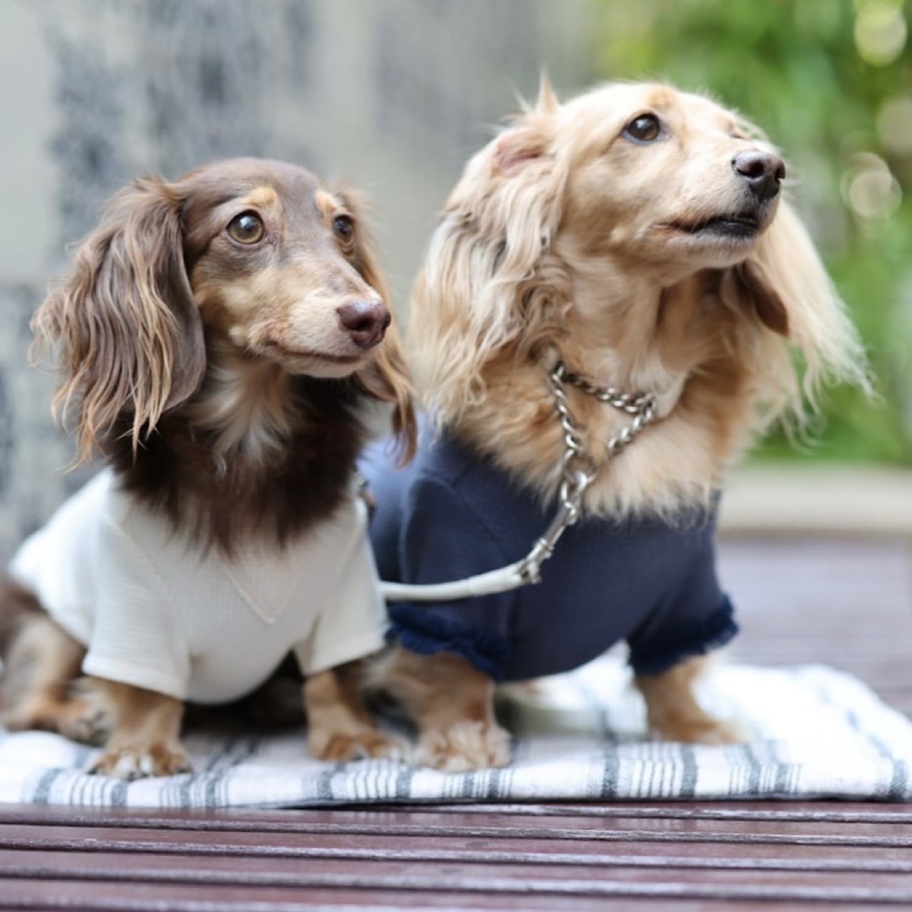 ワッフル ロンT | カニンヘンダックスとミニチュアダックス専門のお