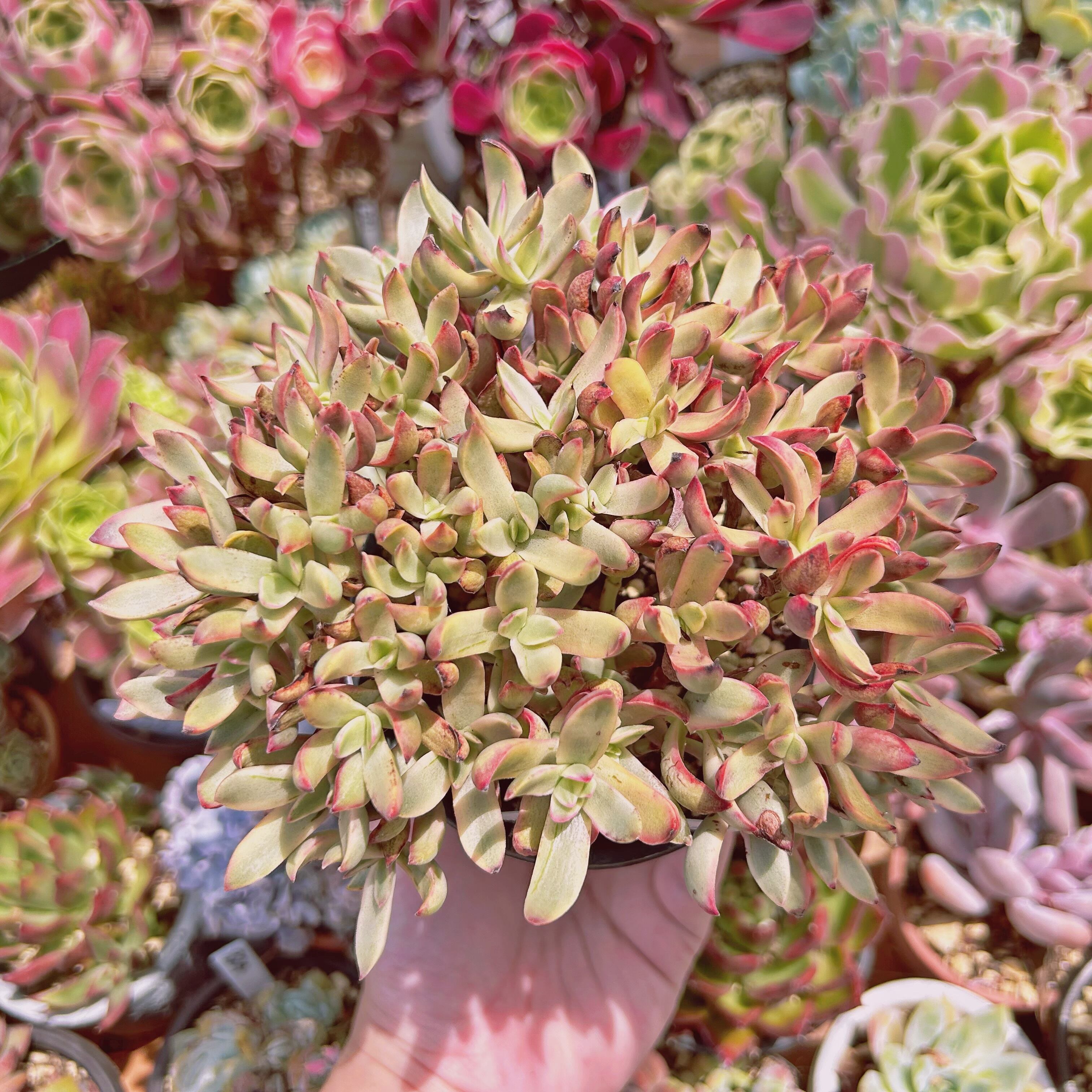 現物　多肉植物　ロリーポップ錦　特大