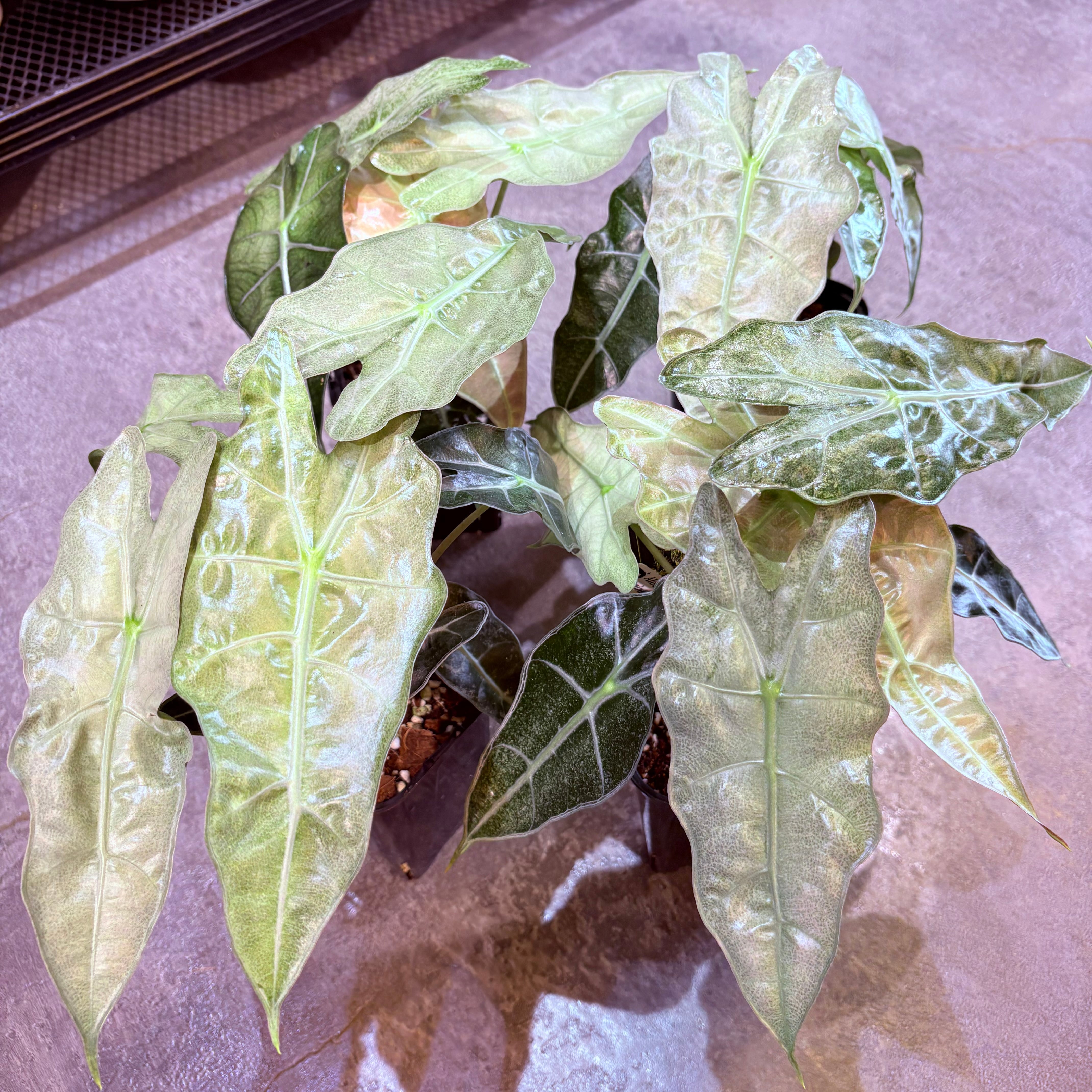 リプサリス パラドクサファイン 5号 | Green Vibes 宇都宮市の観葉植物