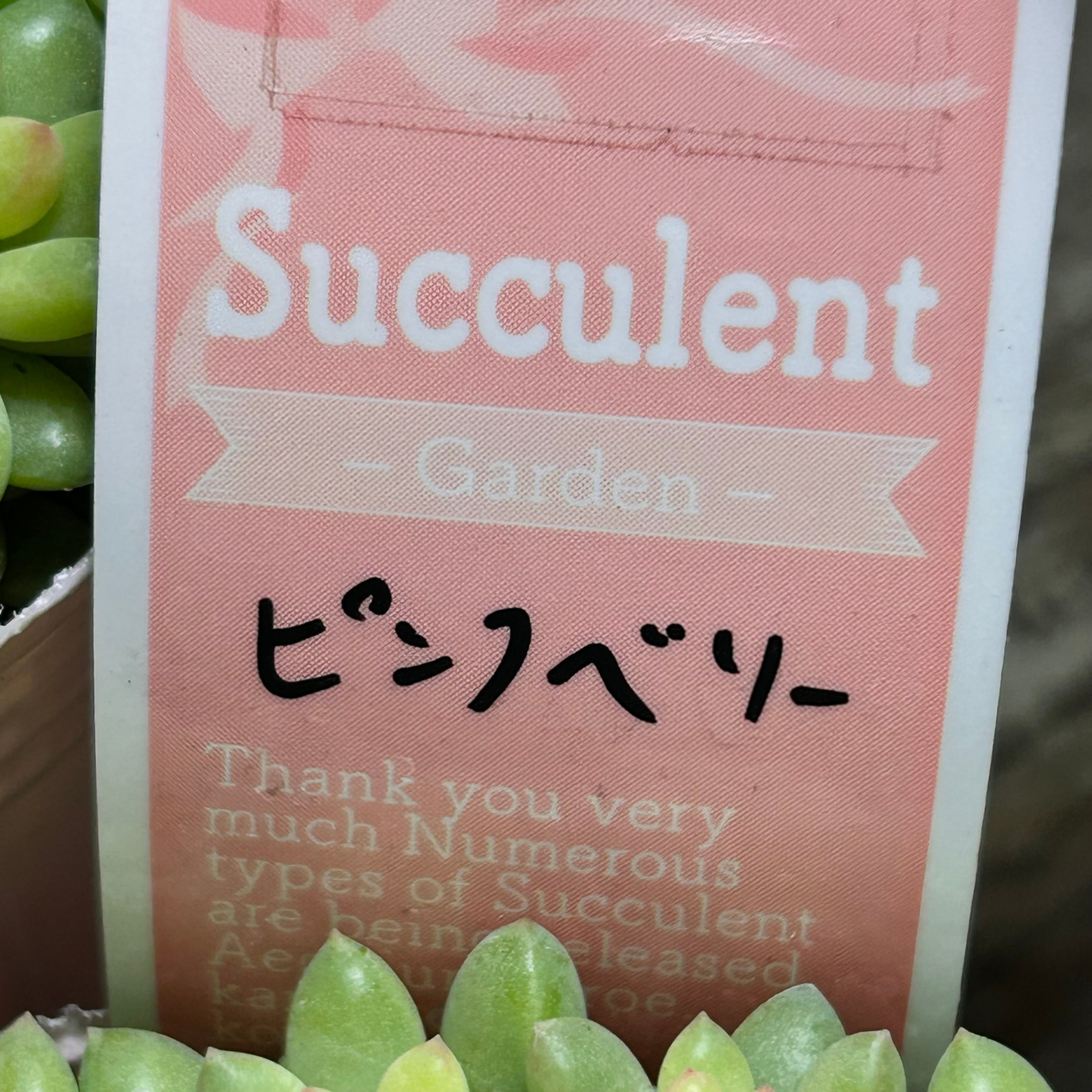 ピンクベリー | RuPo 多肉植物専門店