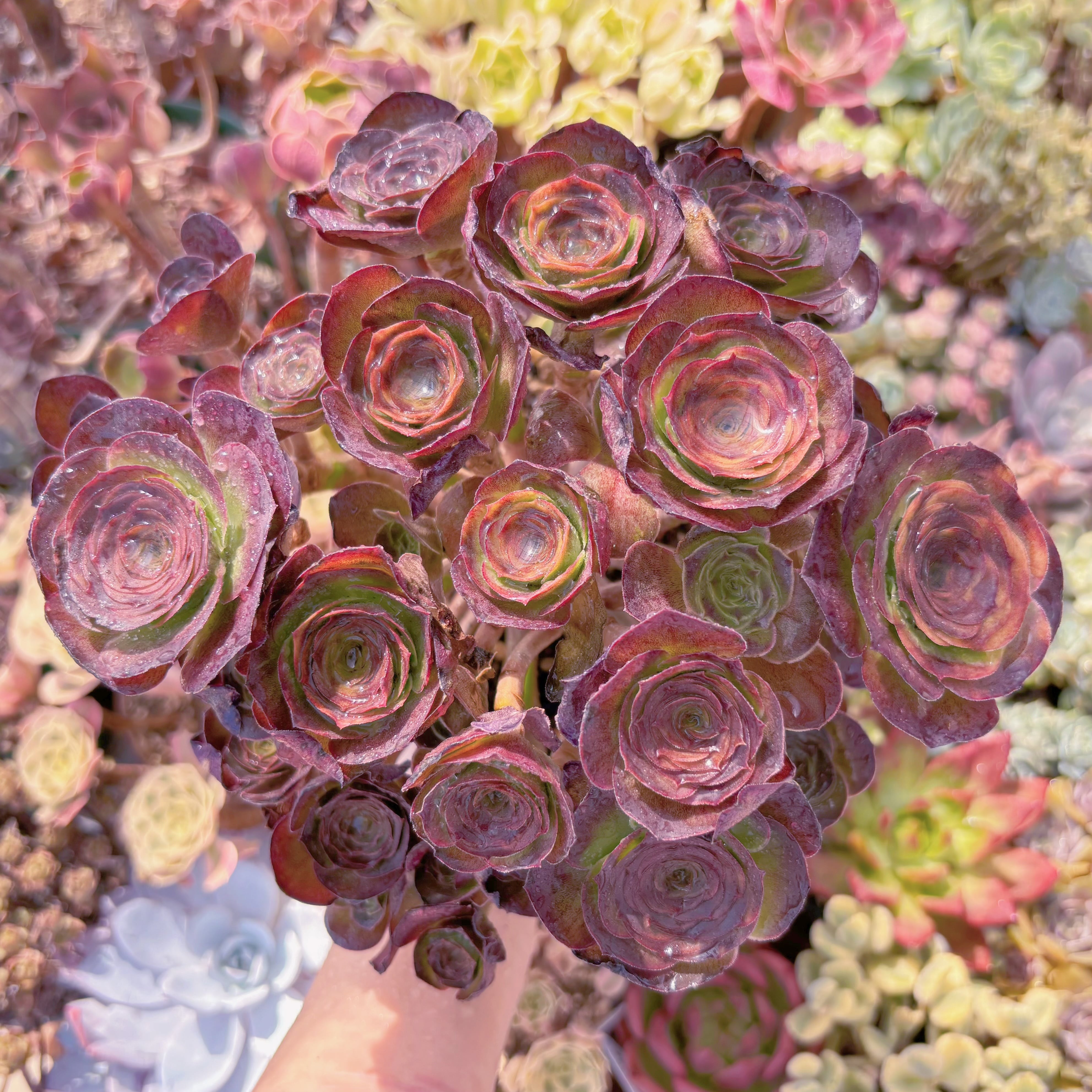 多肉植物　魅金ローズ　特大群生　新入荷　るる農園