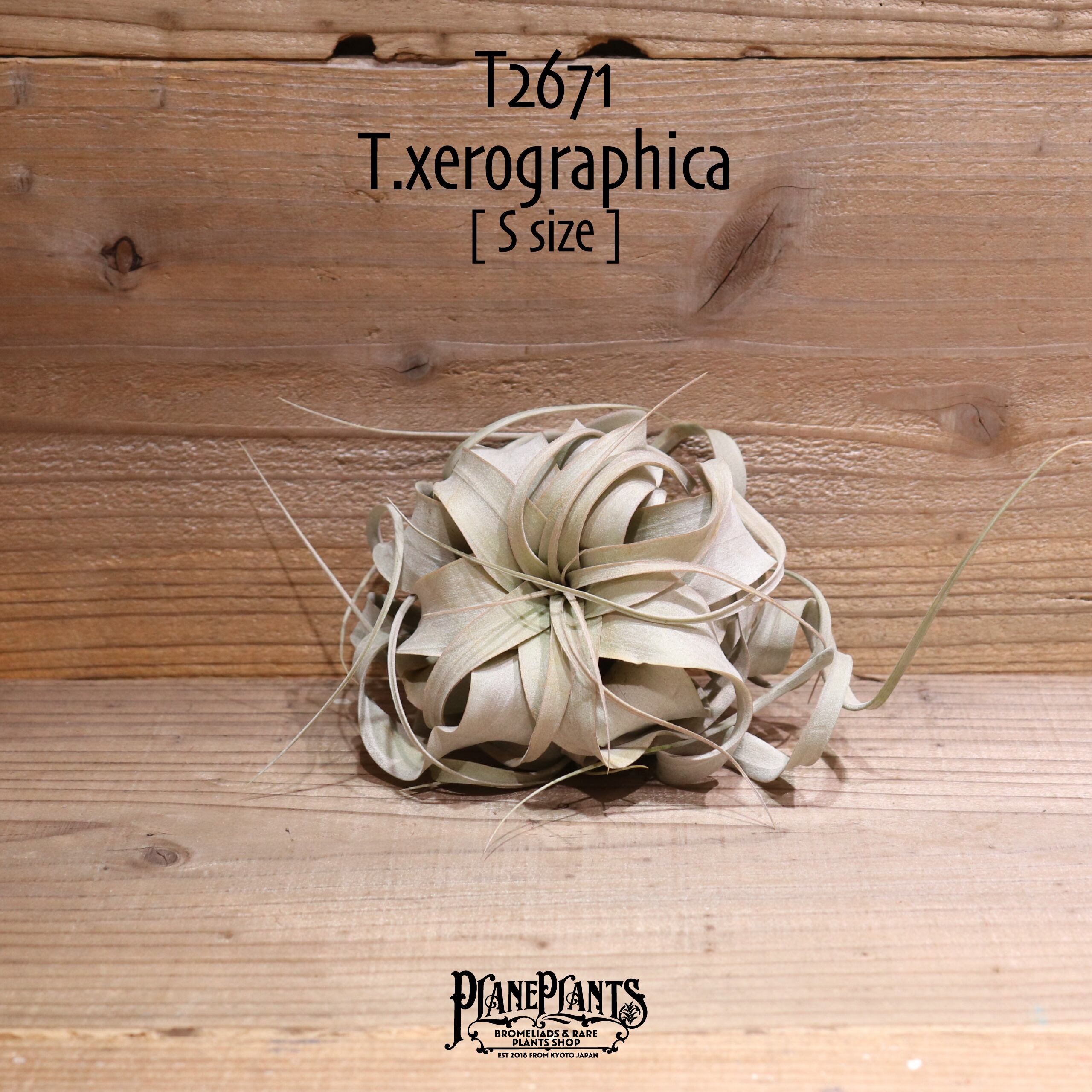 【送料無料】キセログラフィカ S〔エアプランツ〕現品発送T2671
