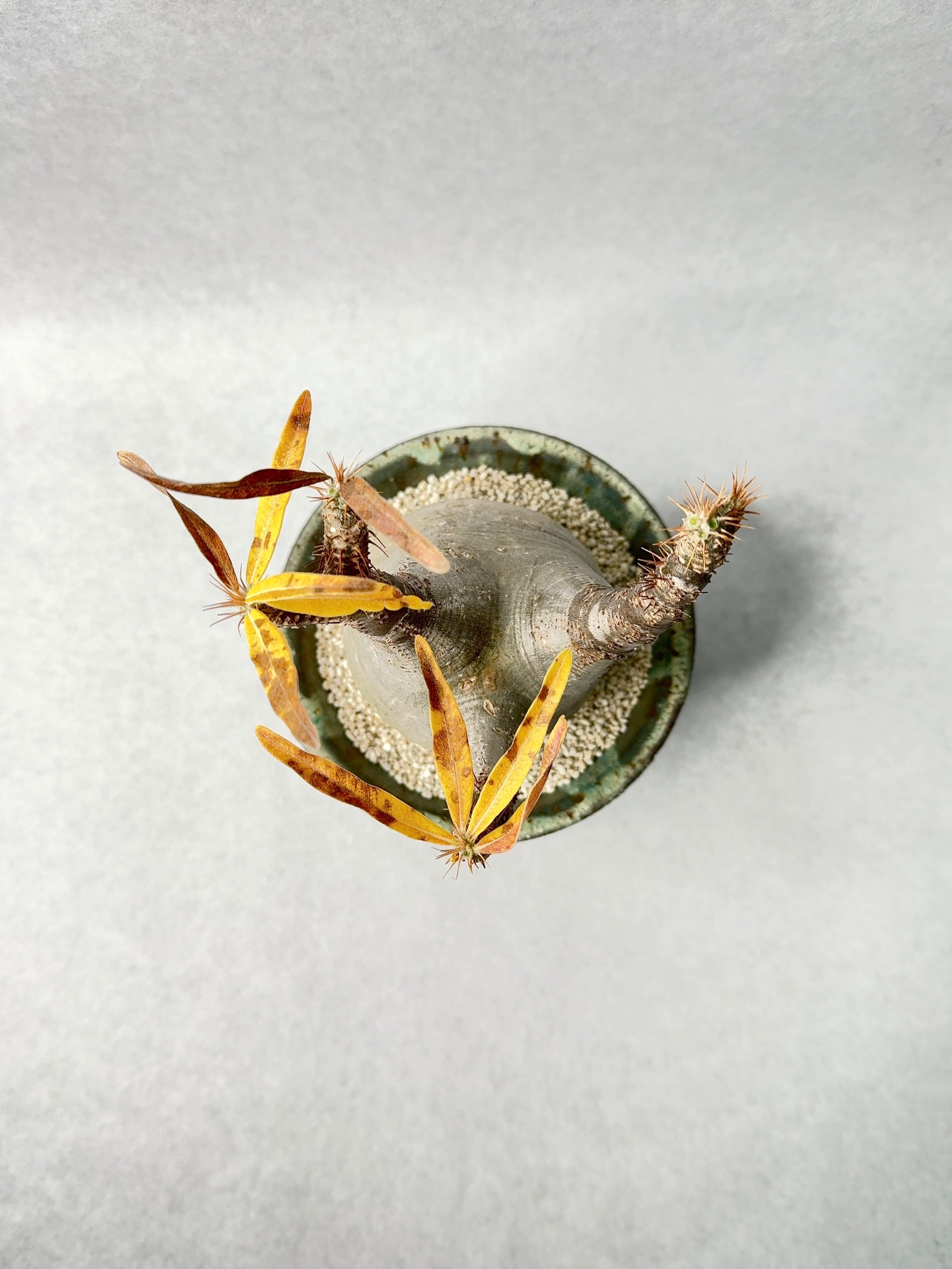 パキポディウム・グラキリス | trigger