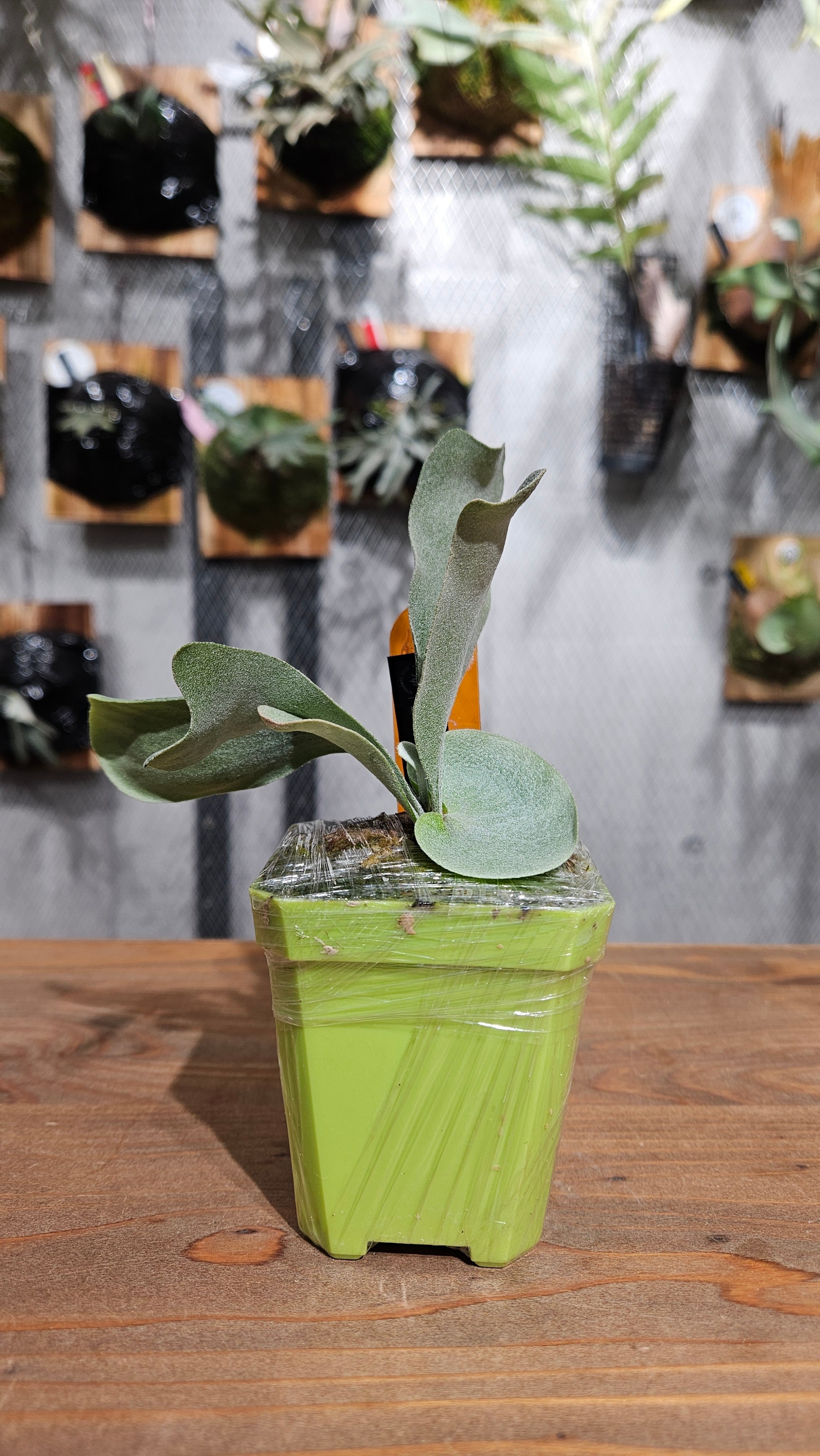 P. Black Wing Pup 【artPLANTs/PLANTS GARAGE 】ビカクシダ