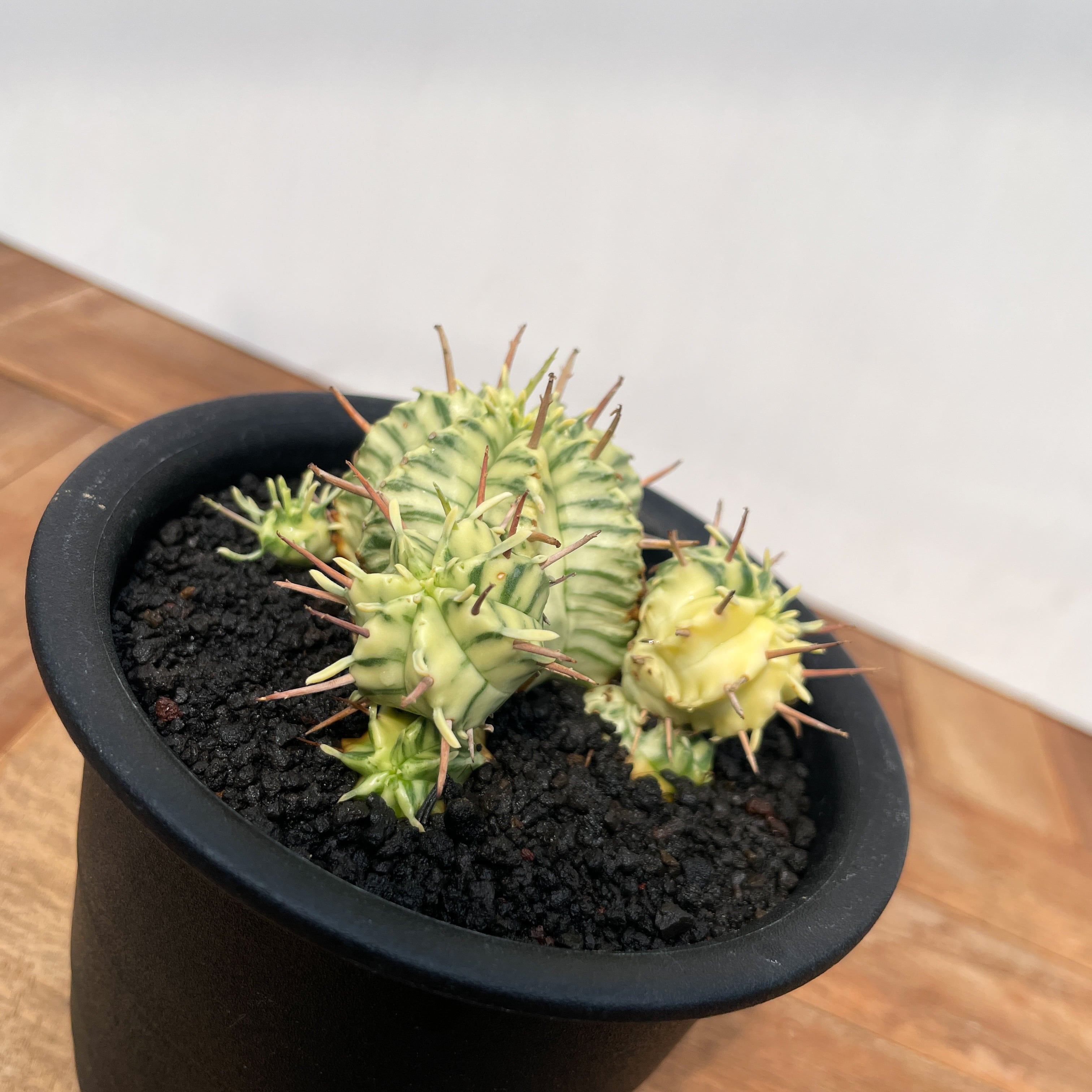 Euphorbia meloformis f.variegata【ユーフォルビア・メロフォルミス錦