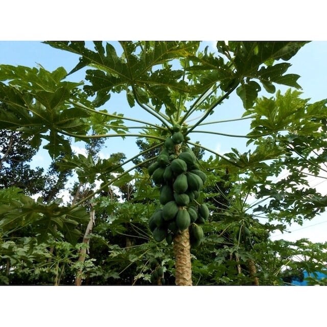 酵素摂取ナンバーワン！！健康野菜！沖縄産青パパイヤお試し1.5kg