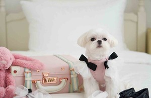 即納【MYLITTLEDOG】 Coco Angel Top (pink)