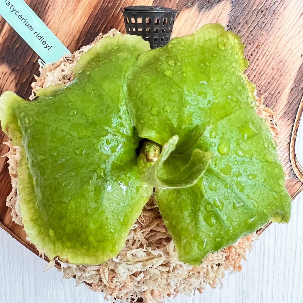 ビカクシダ リドレイ 着生板大サイズ 板付 【観葉植物 室内 コウモリ