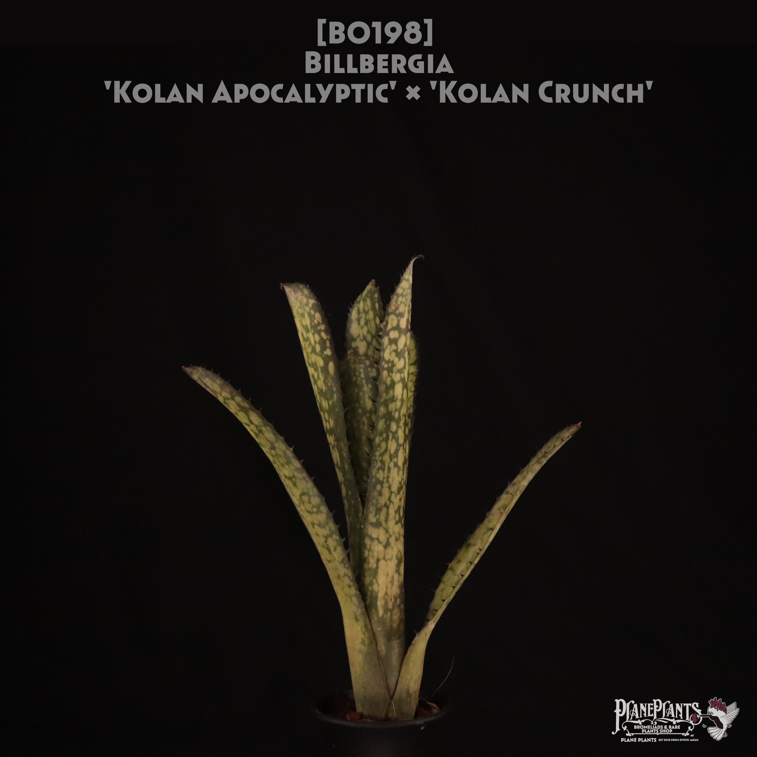 【送料無料】Billbergia 'Kolan Apocalyptic' x 'Kolan Crunch'〔ビルベルギア〕現品発送B0198