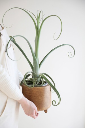 【M】チランジア カーリースリム/Tillandsia Curly Slim　※ウッドポット付き