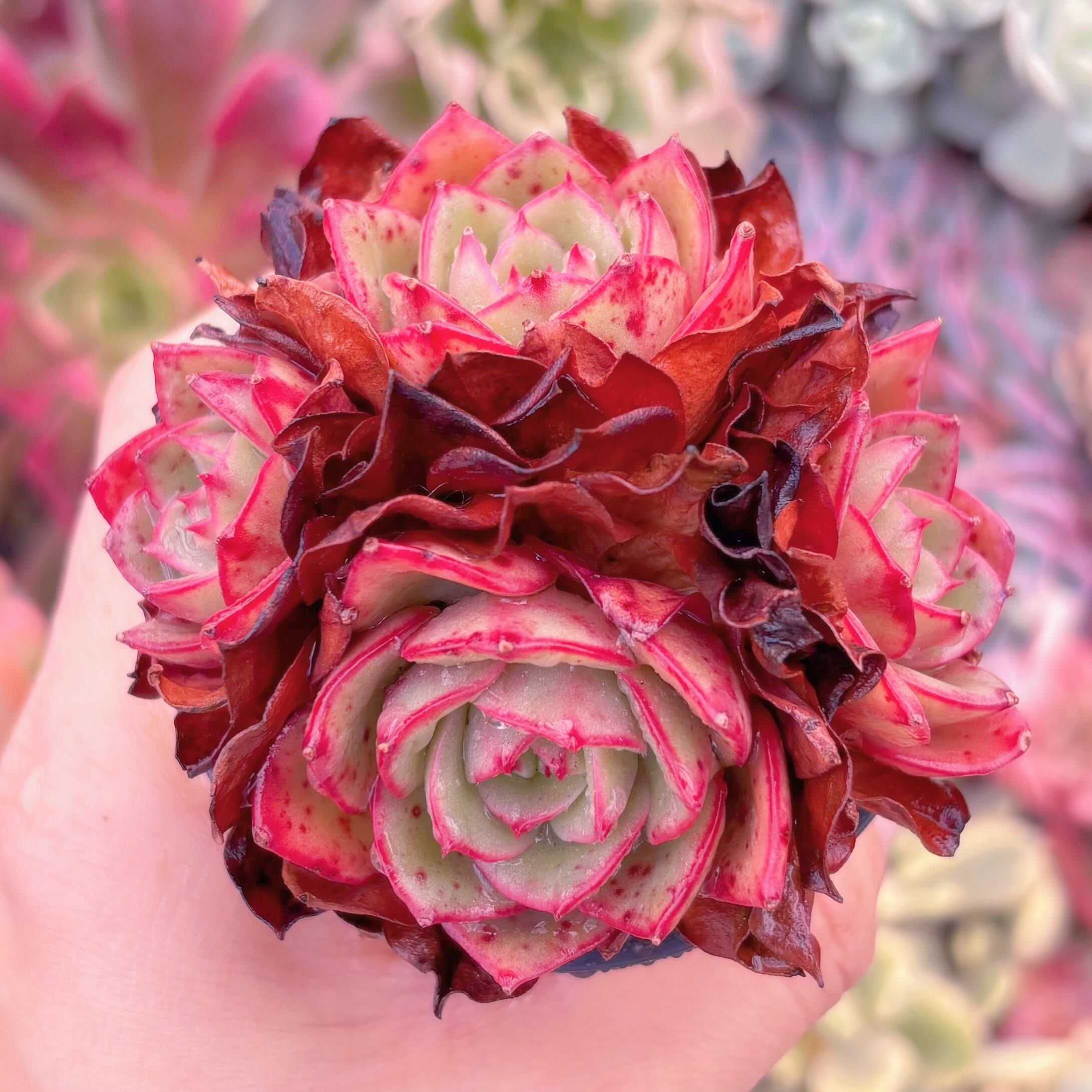 現品　アズタ#576　群生　るる農園