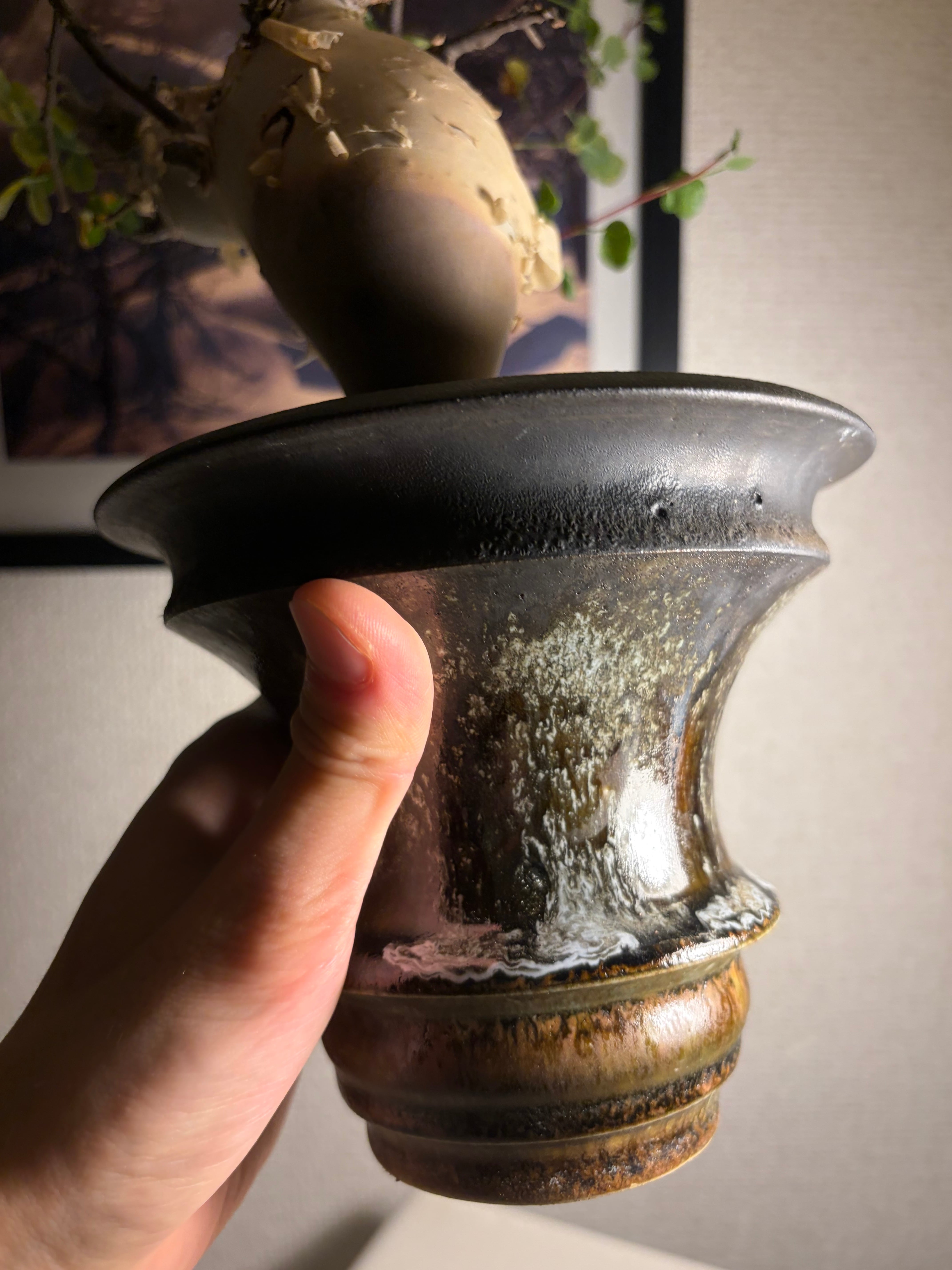 丸いコミフォラ カタフ ピュアソマリア カタチ製作所の鉢付 アデニア