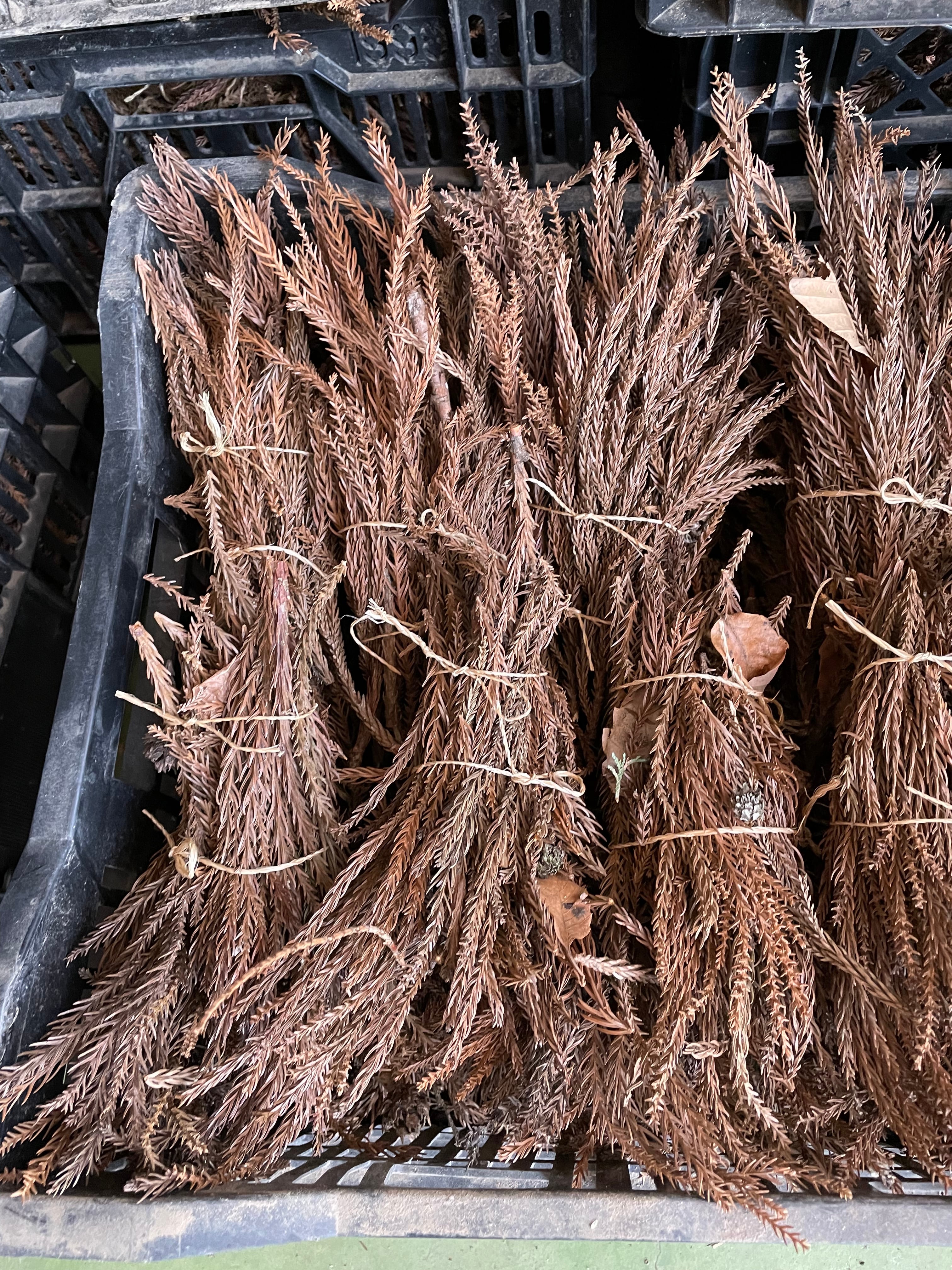 焚付用の杉 焚付用の杉