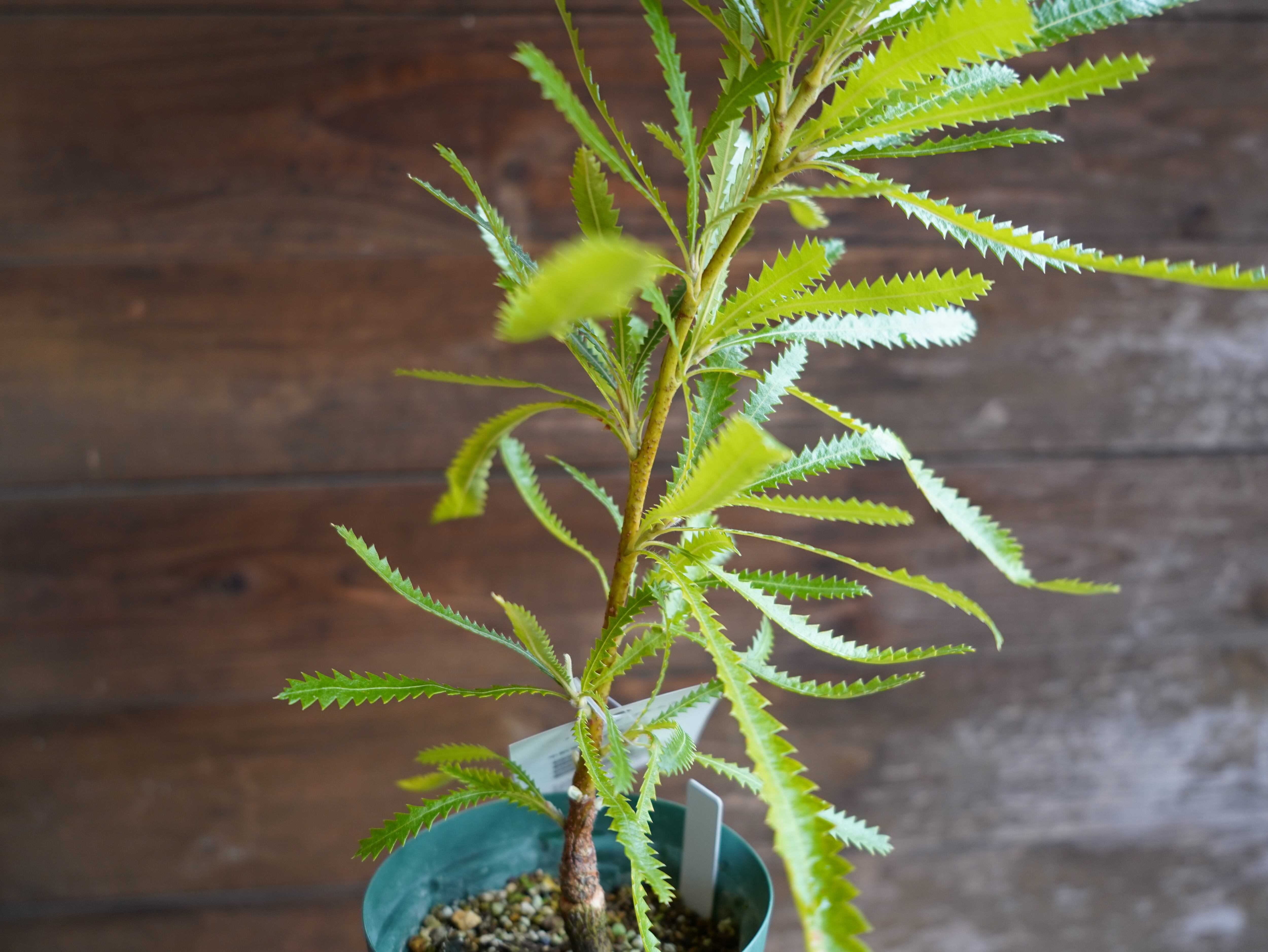 【現物】バンクシア　”アエムラ”　B