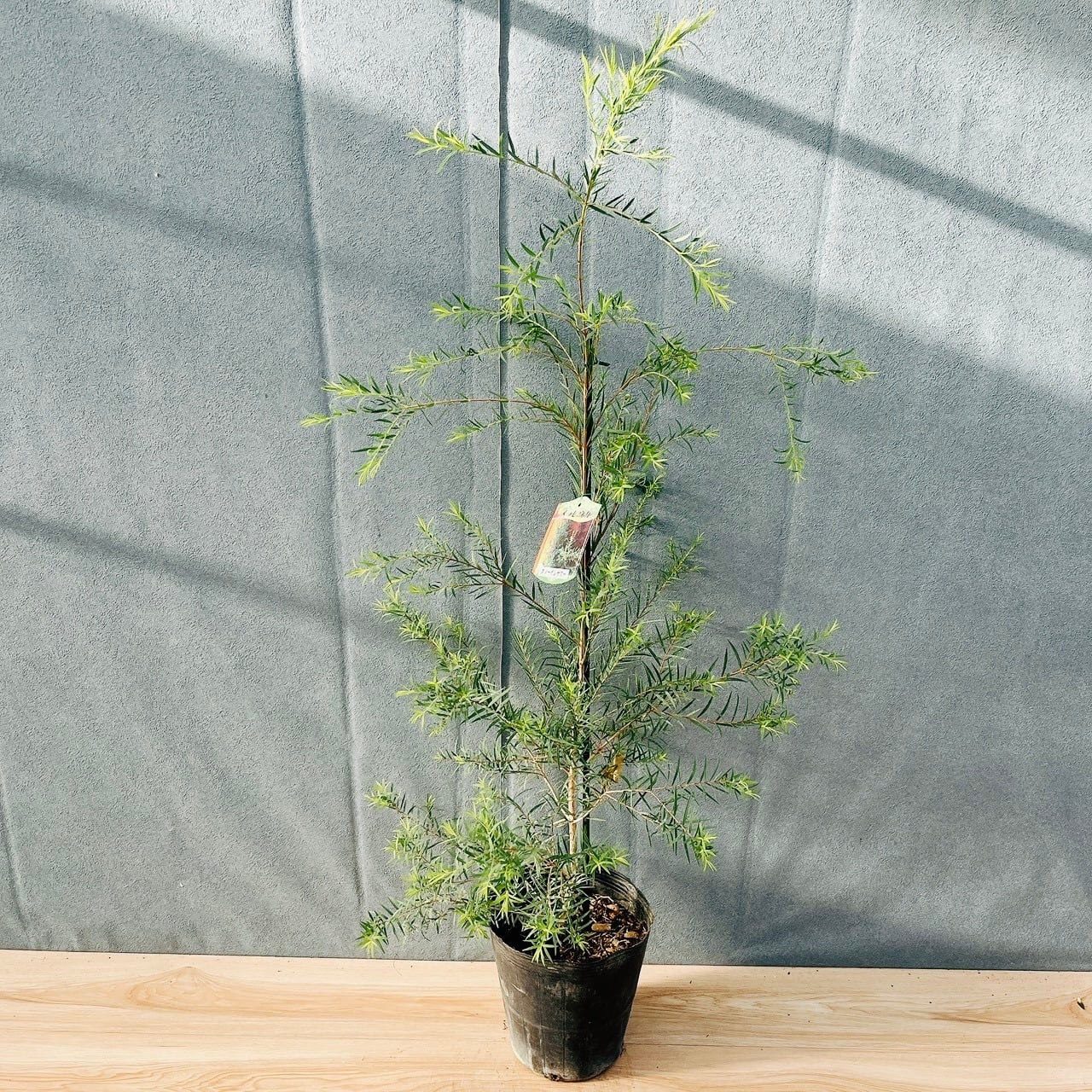 多肉植物 アエオニウム ガーネット錦 美苗 #g2 | PAY ID