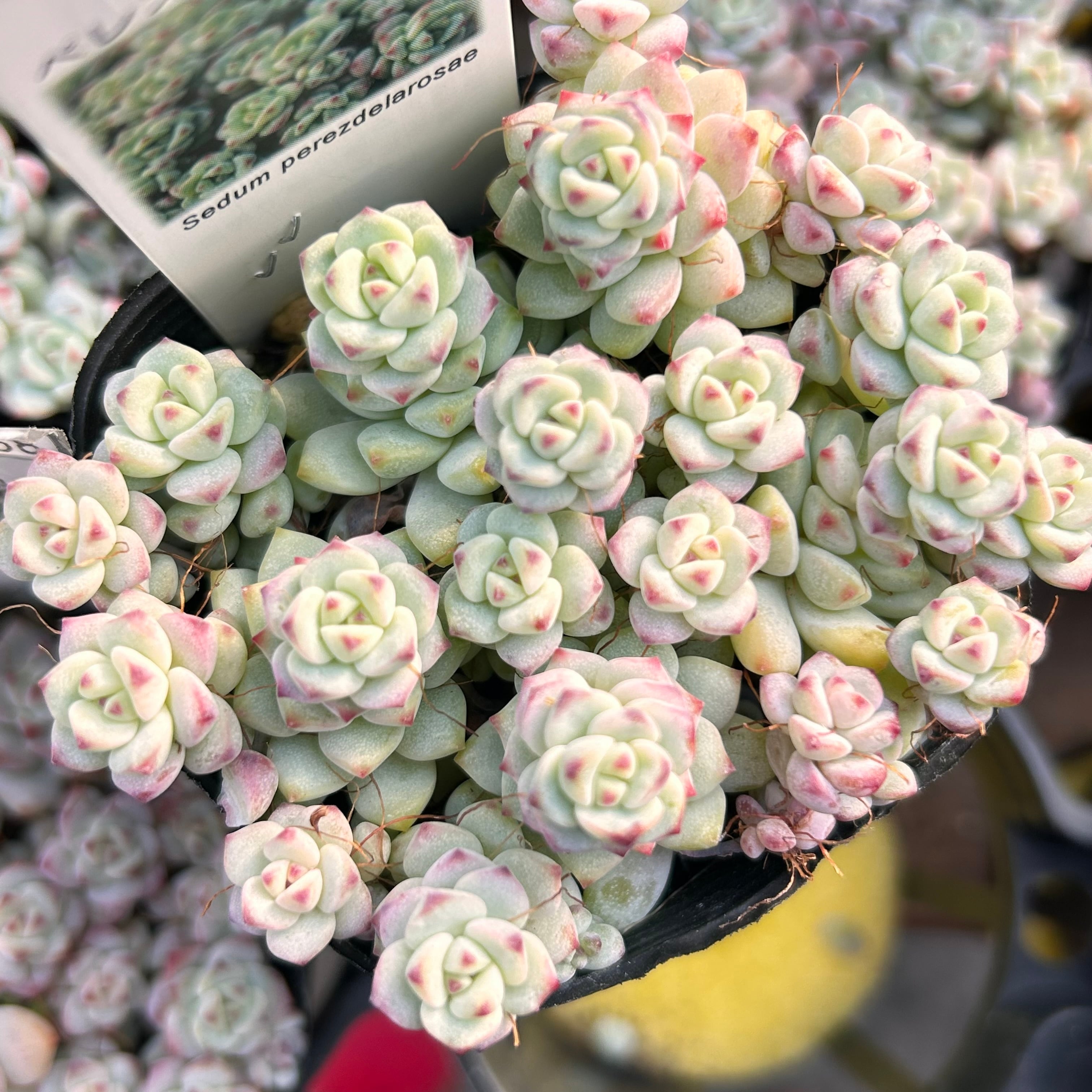 ルビーティント群生(韓国苗)T | RuPo 多肉植物専門店