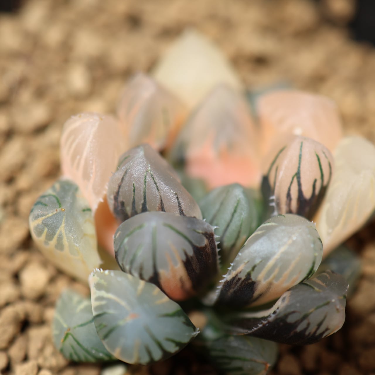 Top【選抜株】多肉植物 13190ハオルチア 北極の光 10個 鉢無し/脱土
