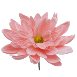 ダリアD-P2 ピーチ (15輪入りor25輪入り)