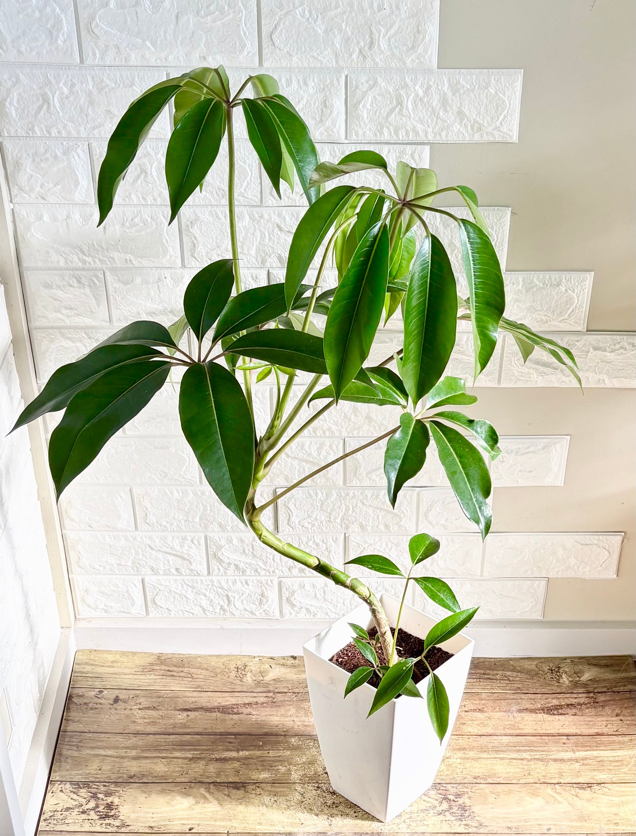 エバーフレッシュ⭐️曲がり | 観葉植物のお店 feerie（フェリエ）