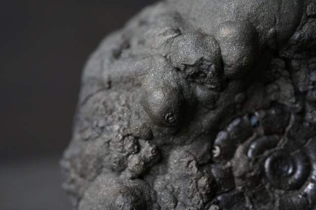 イギリス産黄鉄鉱化アンモナイト  Pyritized Ammonite 2081