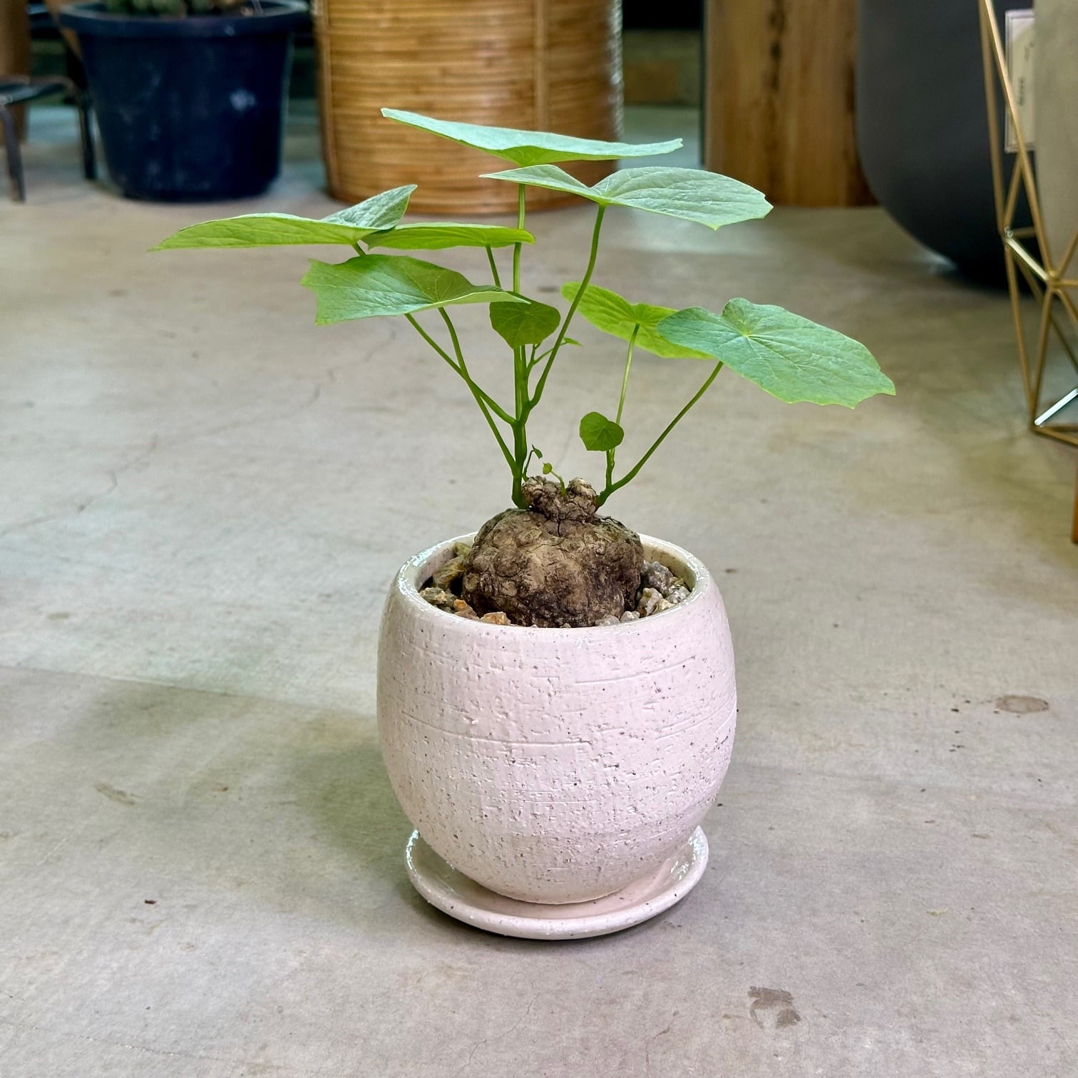 ステファニア・スベローサ | barrelplants_BONSAI