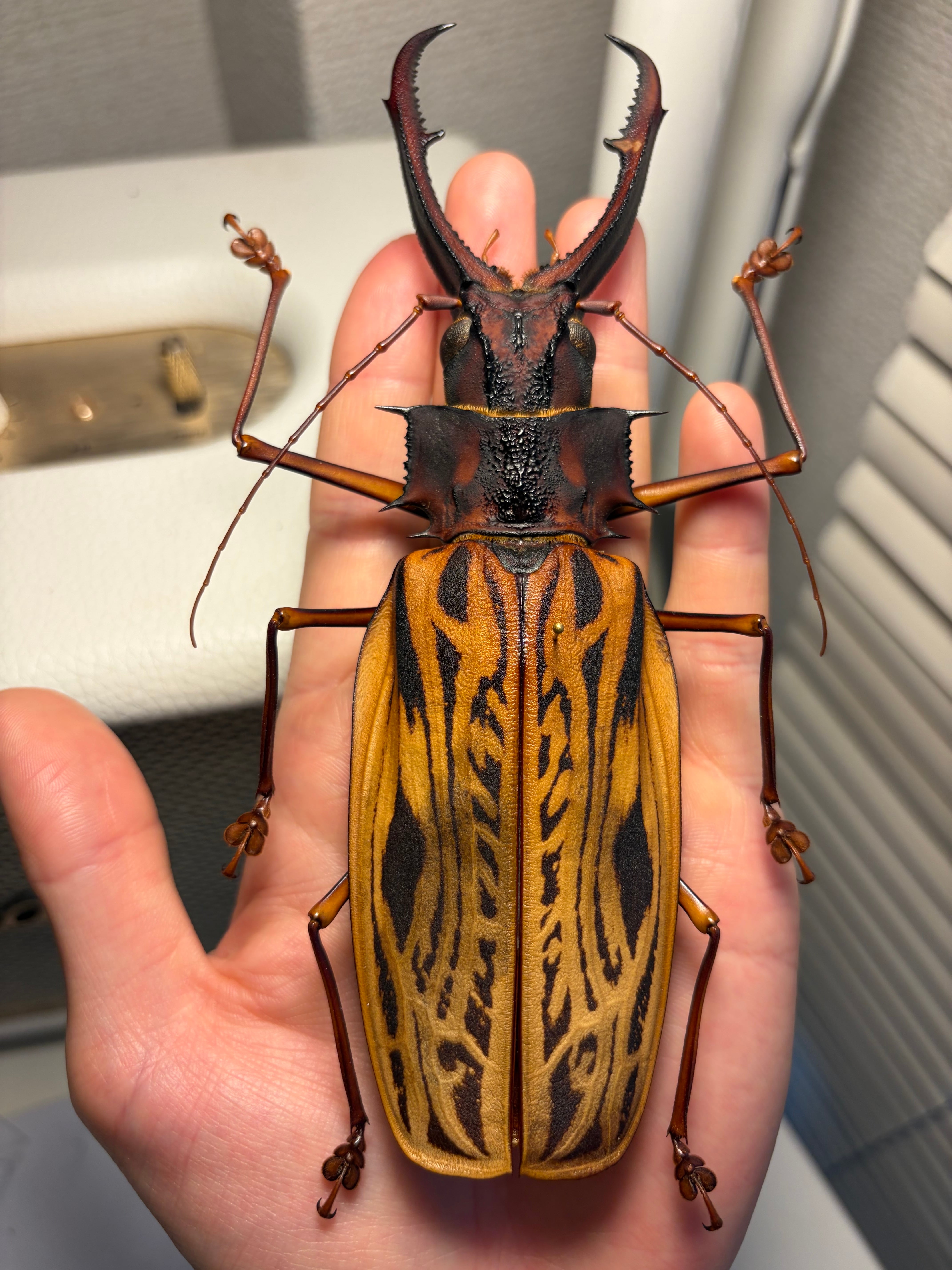 160mm程】オオキバウスバカミキリ標本 Macrodontia cervicornis昆虫