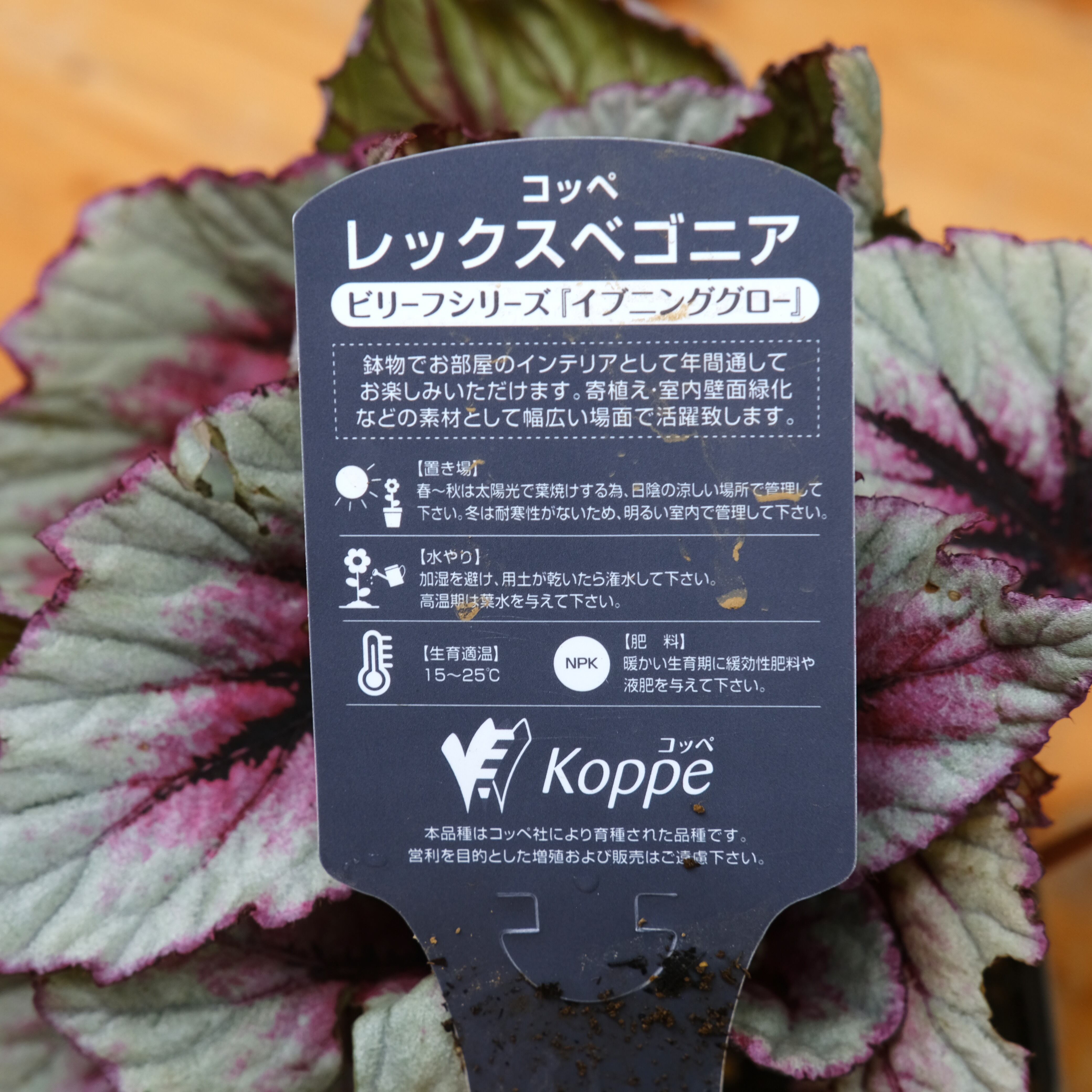 Koppe コッペ社 世界No. 1 レックスベゴニア《 イブニング グロー