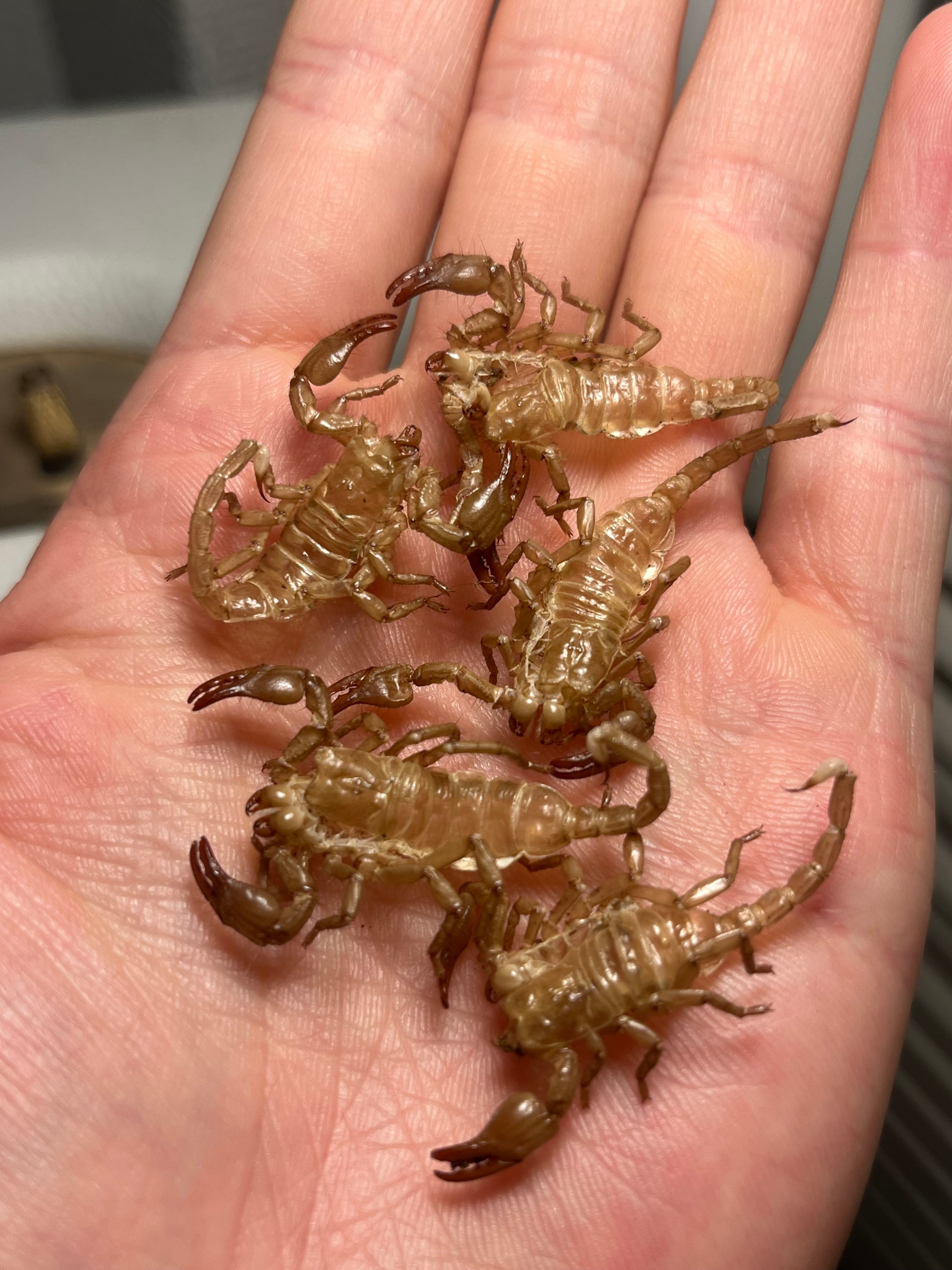 5匹set】4齢のダイオウサソリの脱皮殻標本 エンペラースコーピオン