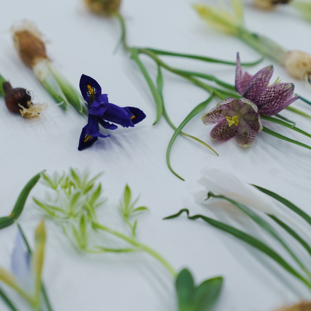 【秋田・富山産】春を呼ぶ 5種の球根アソート（水耕栽培ガイド・動画解説付き）