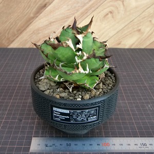 Agave Titanota スーパー赤猫 Super Red Catweezle （スーパーレッドキャットウィーズル） / 中株(4号鉢)/ Lot.003