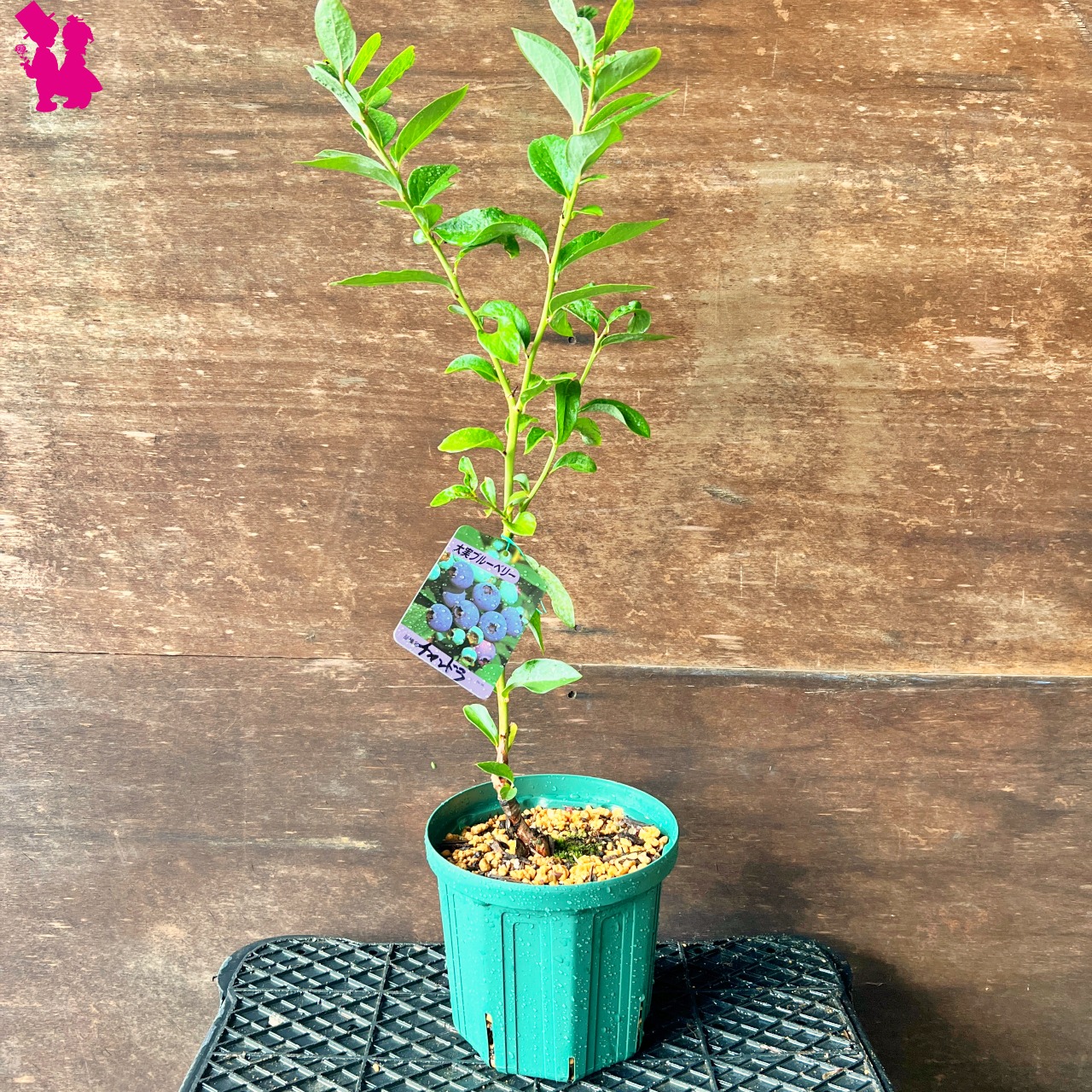 ブルーベリー苗 ブリジッタ＆レガシー大苗2本セット ブルーベリー苗